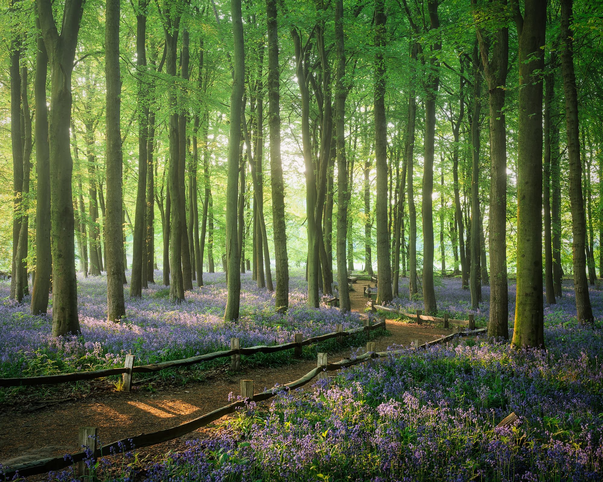 Fenced path curving through bluebells with tree trunks bunched to the left, Ashridge Estate