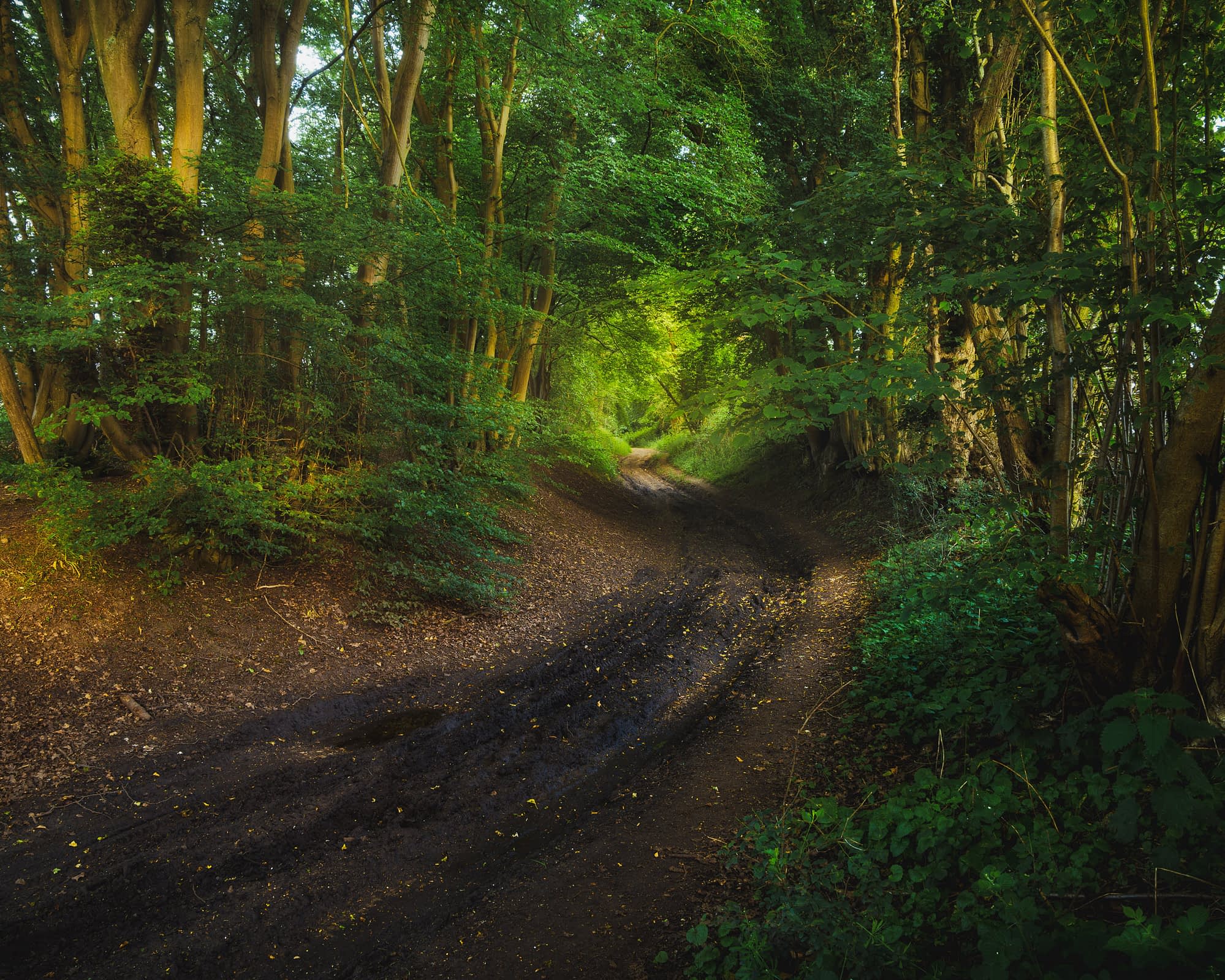A sunken woodland track dips between mossy banks and coppiced trees, with warm light at the bend ahead.