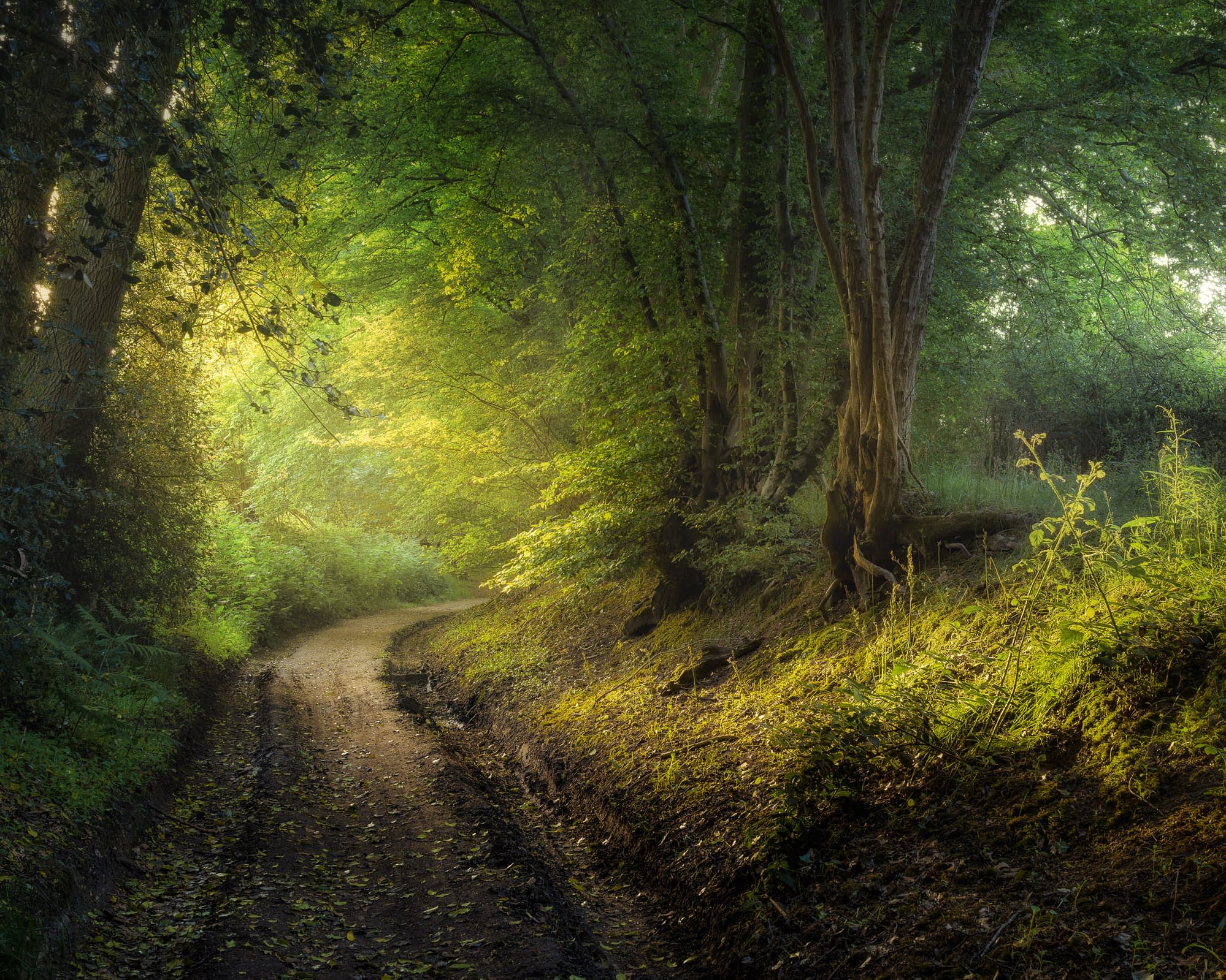 A narrow woodland path curves through summer greenery toward soft morning light, a multi-trunked tree and mossy bank on the right.