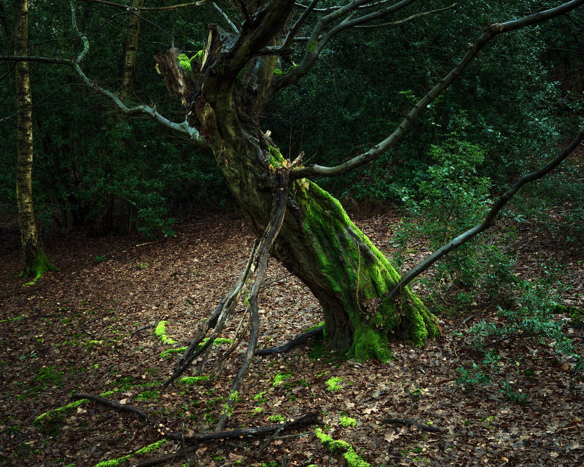 Bearded Hornbeam Dense woodland in the remote north east of Hainault Forest, ancient tree among scrub