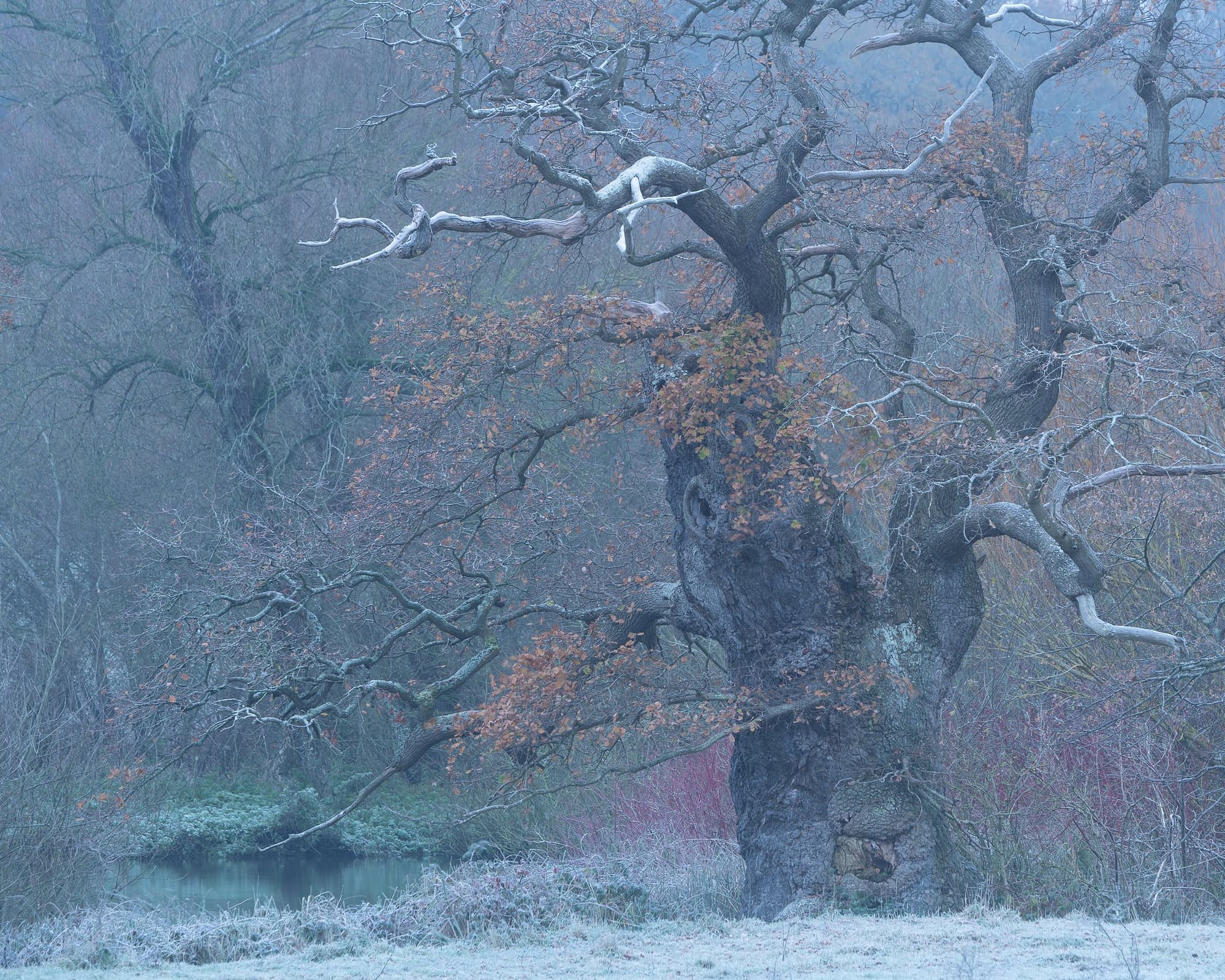 _TSM0850 A sprawling, gnarled tree dominates a misty landscape, its branches reaching out in all directions. The tree is adorned with a few remaining orange leaves, and the ground is dusted with frost. A still body of water lies behind the tree, surrounded by a woodland of dense, bare, and leafless trees.