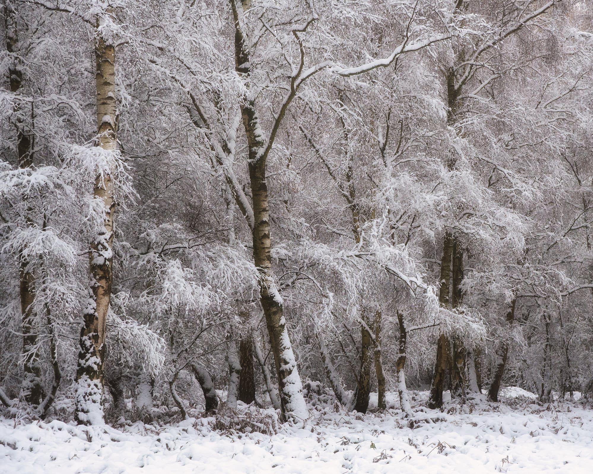 _TS33088-Edit Twisted ancient pollard standing in open wood pasture, Hainault Forest