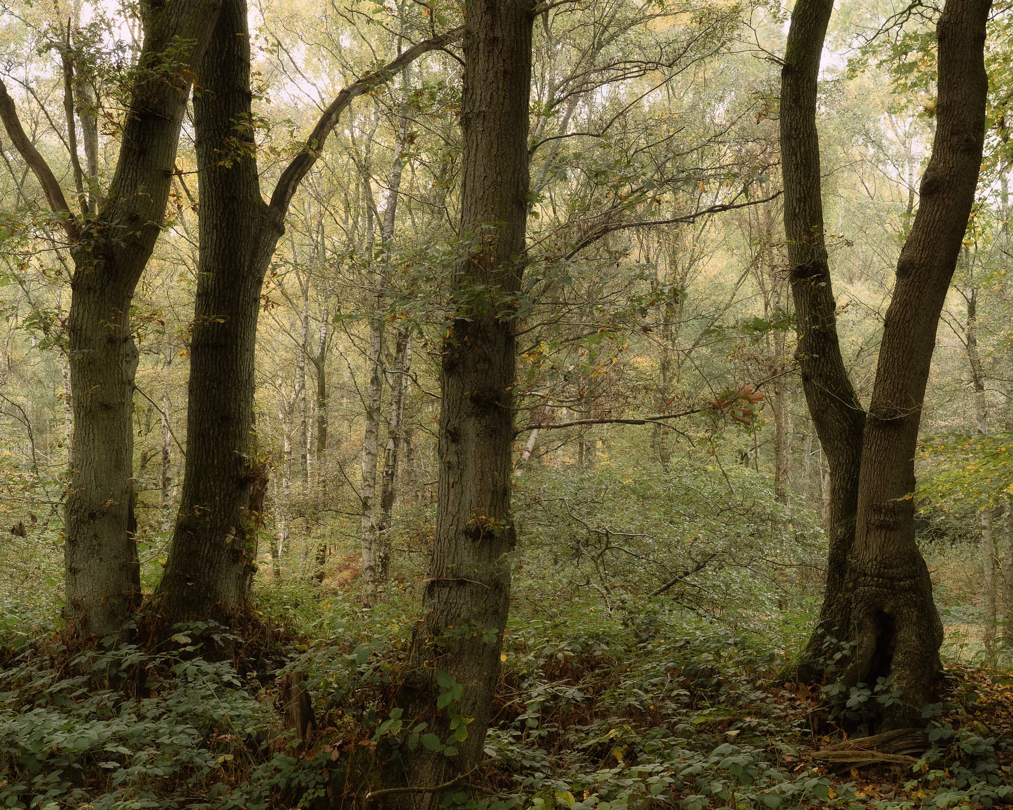 A dense forest with tall trees and thick trunks, yellow-green leaves above lush undergrowth.