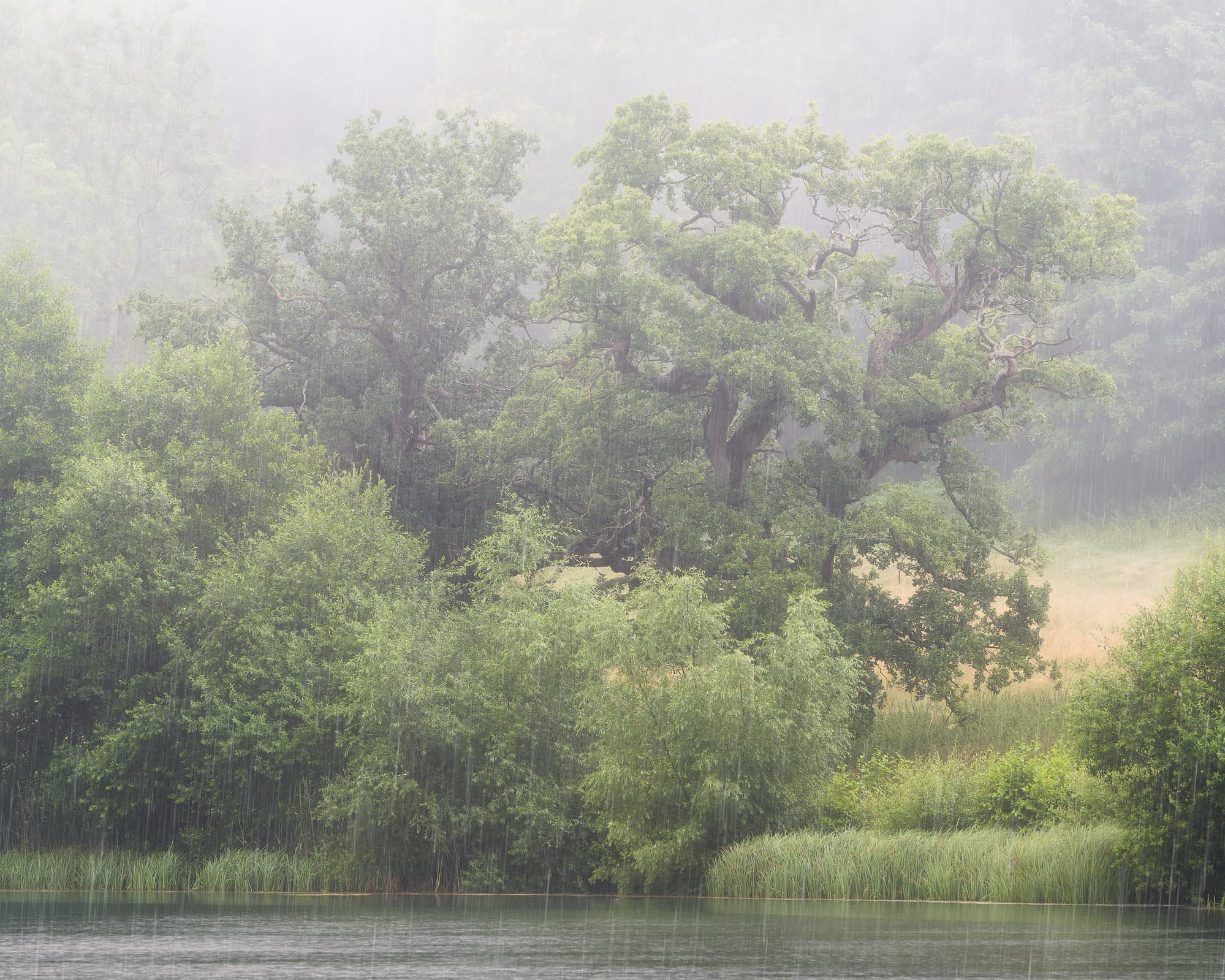 Lush green trees and shrubs border a tranquil lake, heavy rain falling. Light mist softens the distant woods, creating serenity.