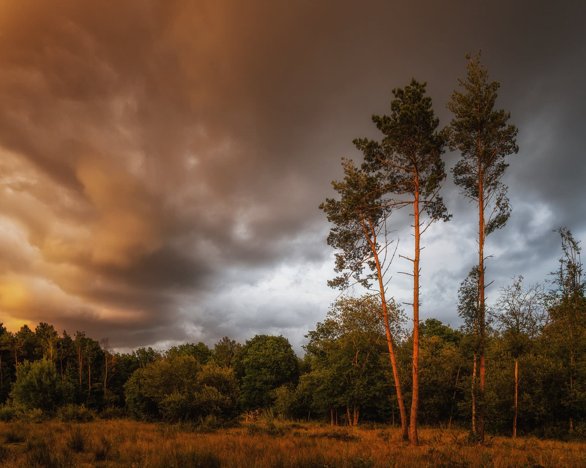 Three tall, slender pine trees in a grassy glade, dense green foliage behind. Storm clouds and golden sunlight illuminate the scene.