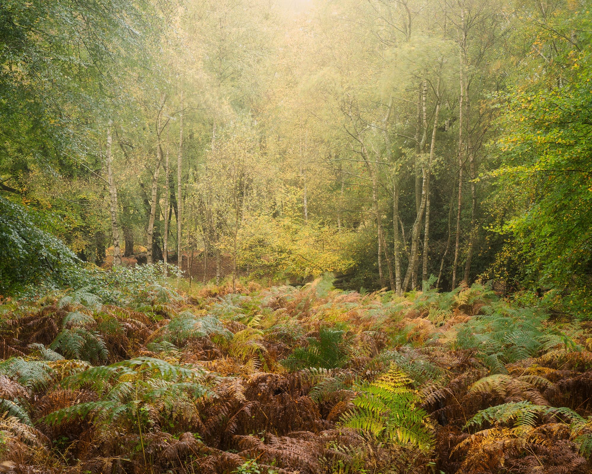 A rainy woodland with lush green and brown bracken. Gentle, transient light drops from a gap in the canopy, creating an amphitheatre effect atop the silver birch trees in the background.