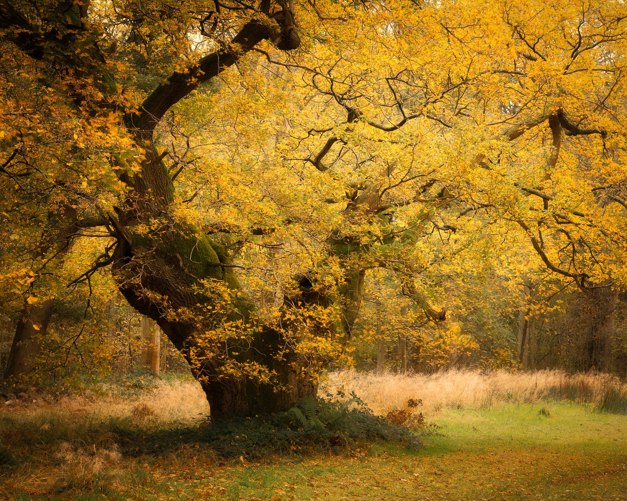 _TSM2587-Enhanced-Edit An ancient tree with a thick, twisted trunk stands in a grassy clearing. Its branches are covered in vibrant yellow autumn leaves, creating a golden canopy. Soft sunlight filters through the foliage, and the ground is dotted with fallen leaves.