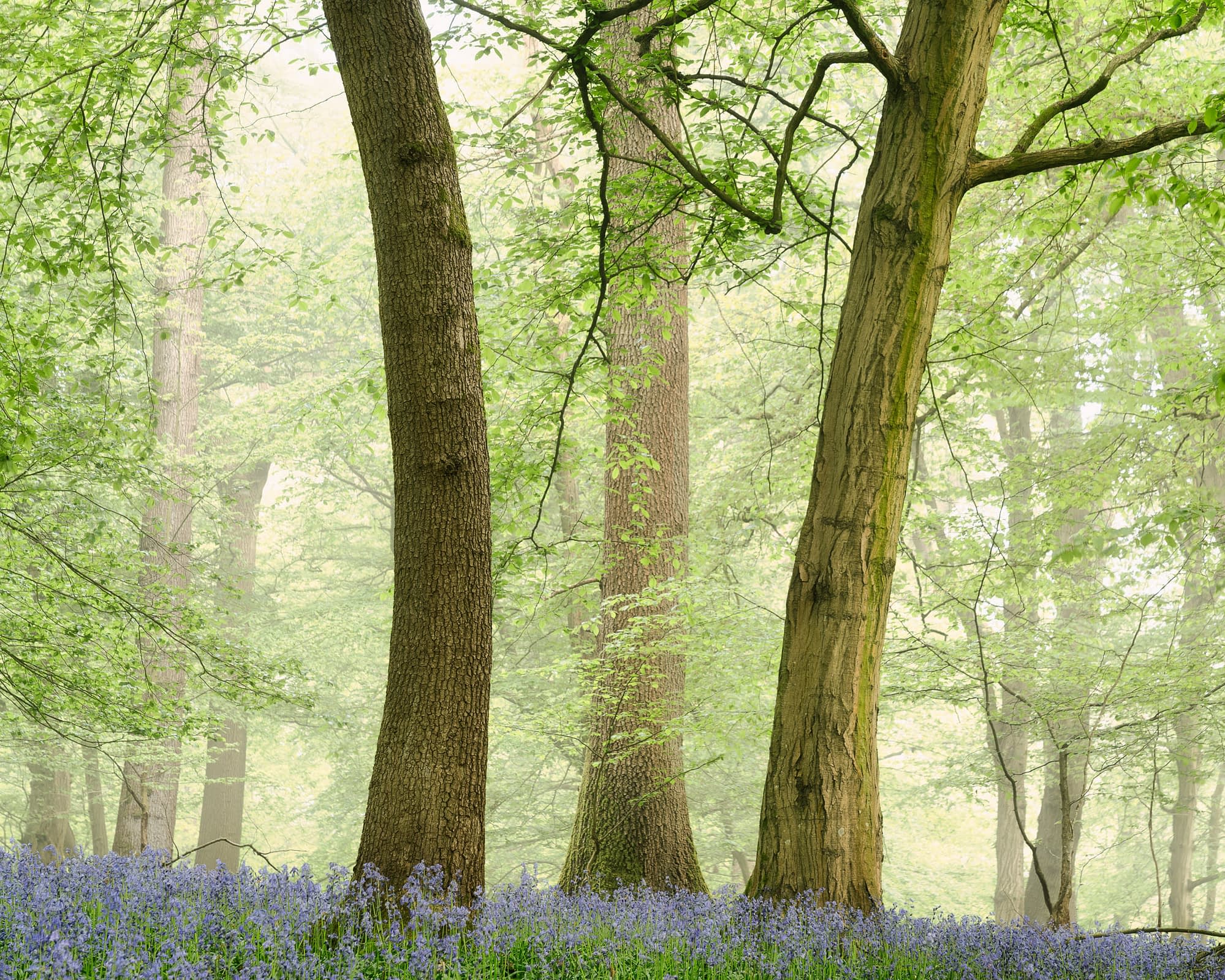 A misty woodland with tall, leafy trees and sturdy trunks. Bluebells carpet the ground as gentle, diffused light softly filters through.