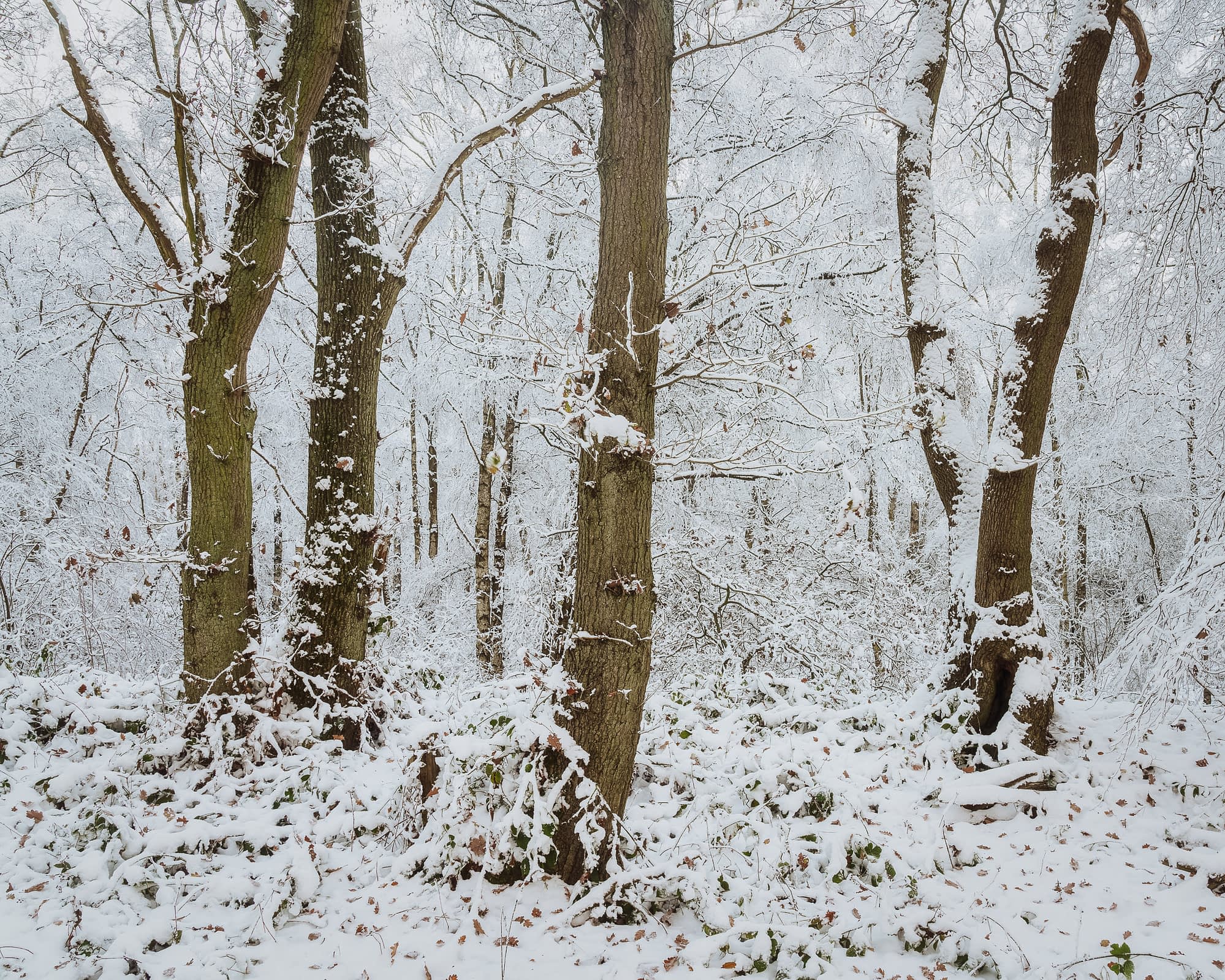 A snow-covered forest with tall trees blanketed in fresh white snow; sparse brown leaves remain on branches, others scattered below.