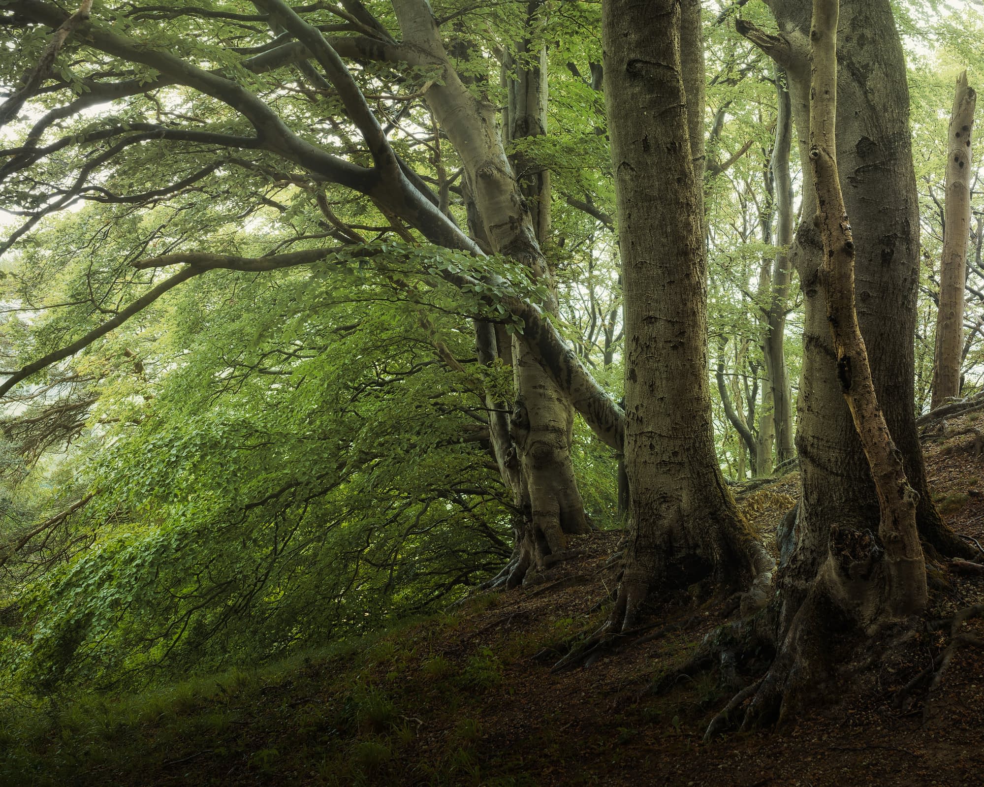 _TSM2730-Edit-Edit-Edit Woodland scene on wet day showing specular highlights creating visual chaos across leaves, branches and forest floor