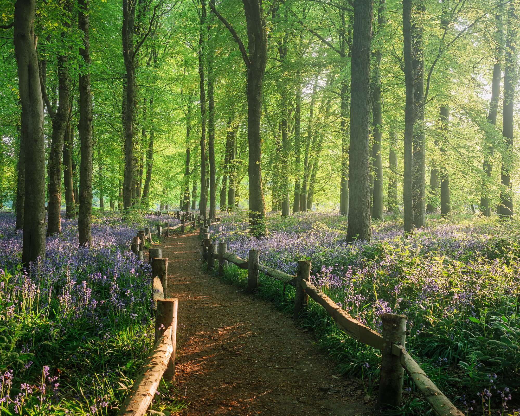 _TSM7290-Edit A sunlit woodland with tall green trees and a dirt path bordered by wooden railings. The ground is carpeted with blooming purple-blue wildflowers, and golden light filters through the leaves, creating a tranquil, inviting atmosphere.