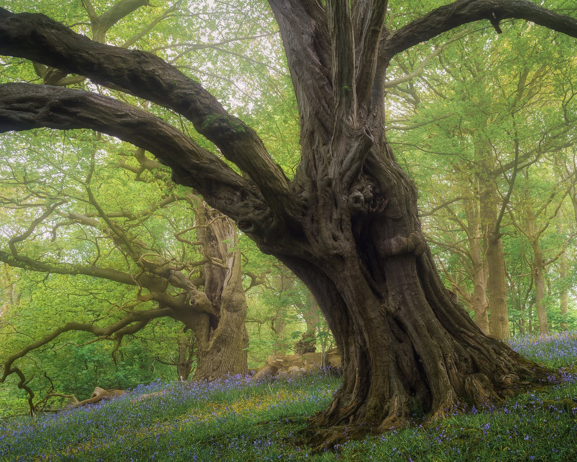 A vast, ancient tree with a twisted trunk stands in sunlit bluebell woods in Hertfordshire, amid violet flowers and old trees.