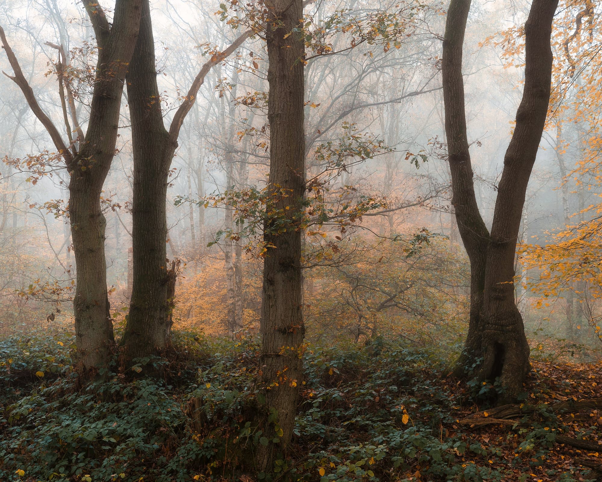 Tall oak trees with rough bark stand in a misty autumn wood.