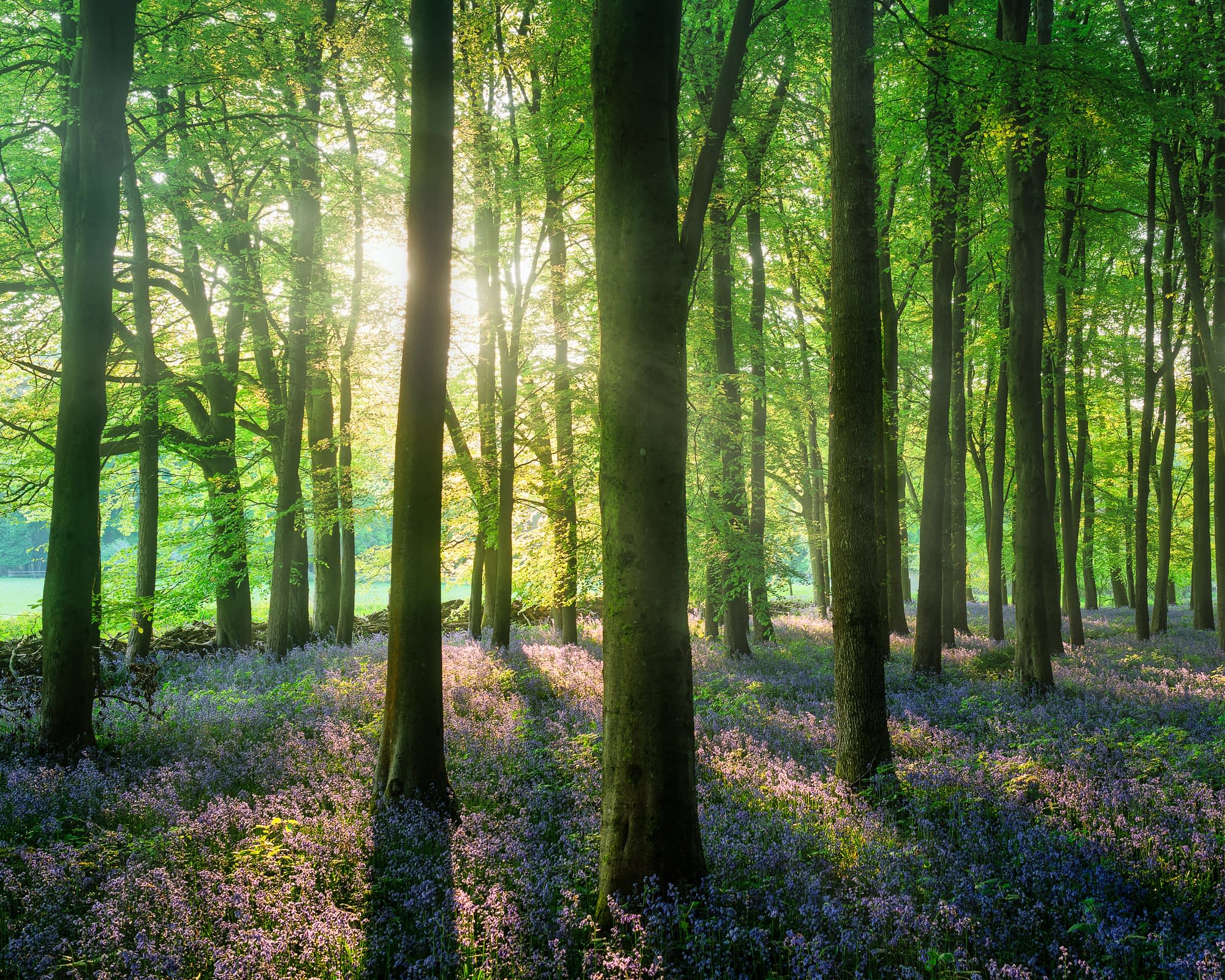 _TSM7260-Edit-2 Sunlight filters through tall, green-leaved trees in a tranquil woodland. The woodland floor is carpeted with blooming purple-blue wildflowers, casting shadows and creating a peaceful, vibrant scene as soft light streams between the tree trunks.