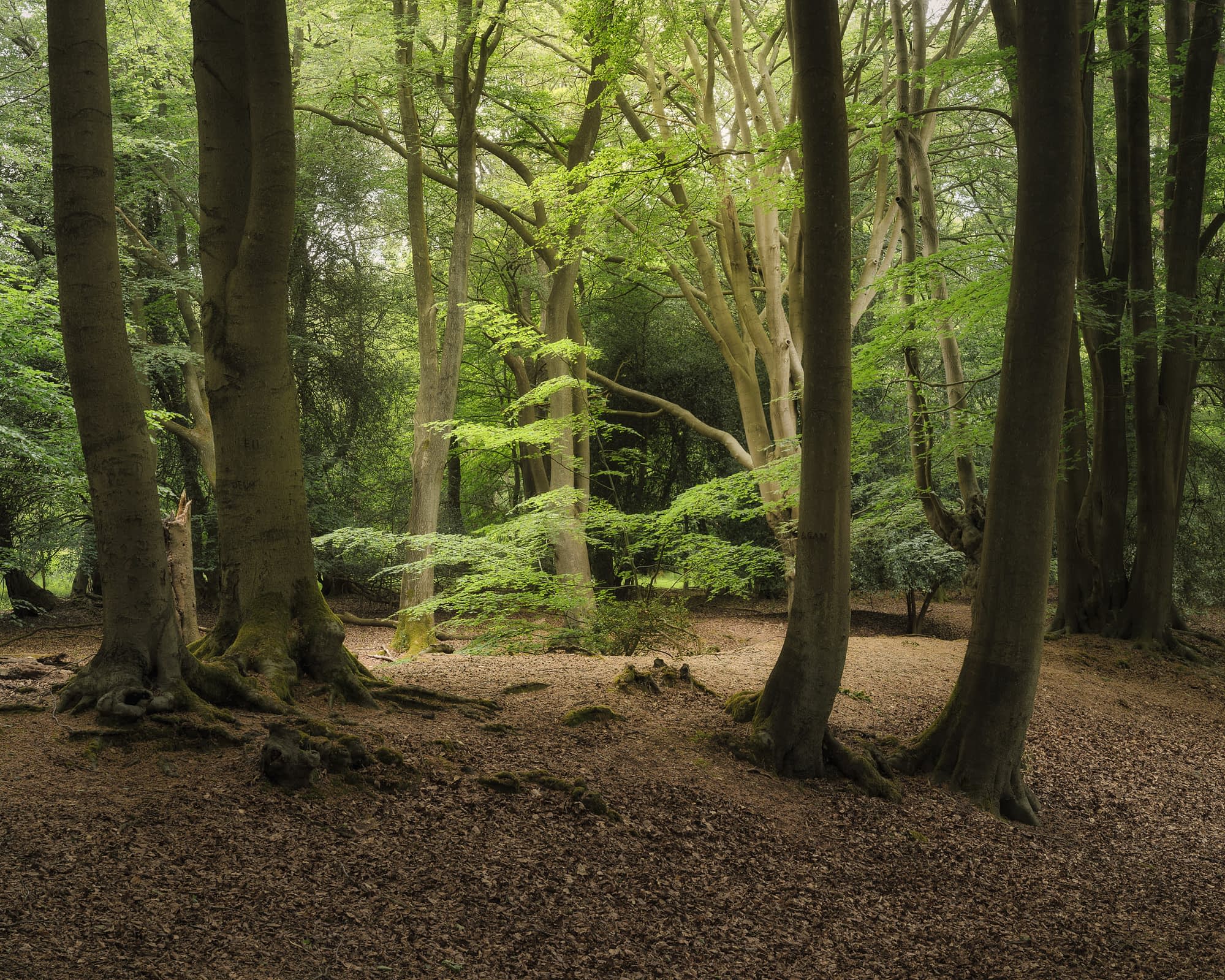 _SMA3311-Edit Tall beech trees in new spring leaf at Epping Forest, with open ground beneath.