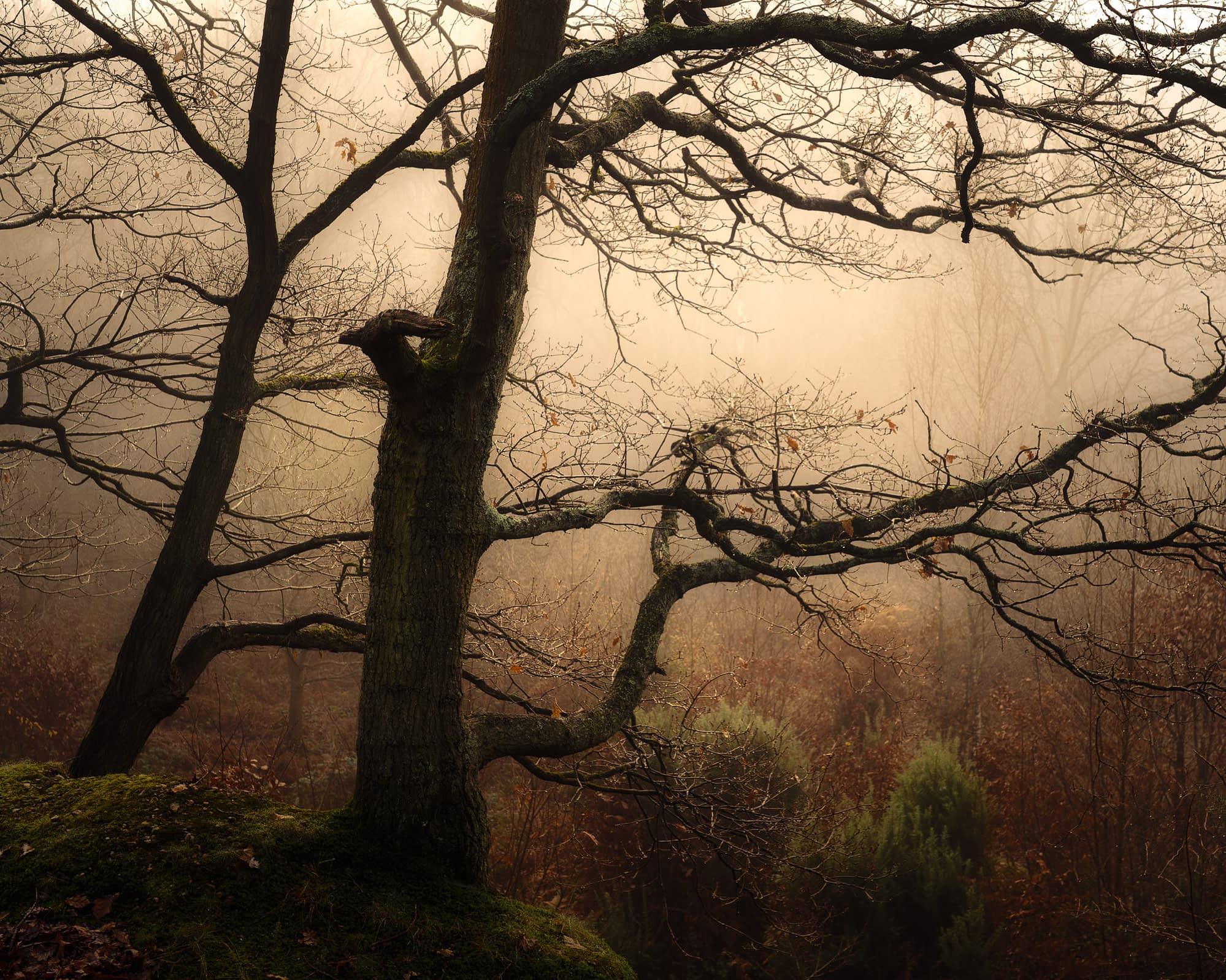 _TSM4353-Edit A dense winter woodland with leafless, moss-covered trees and frosty undergrowth. A large, pale tree trunk stands to the left, while tangled branches fill the scene. The ground is carpeted with dried ferns and plants dusted with frost.
