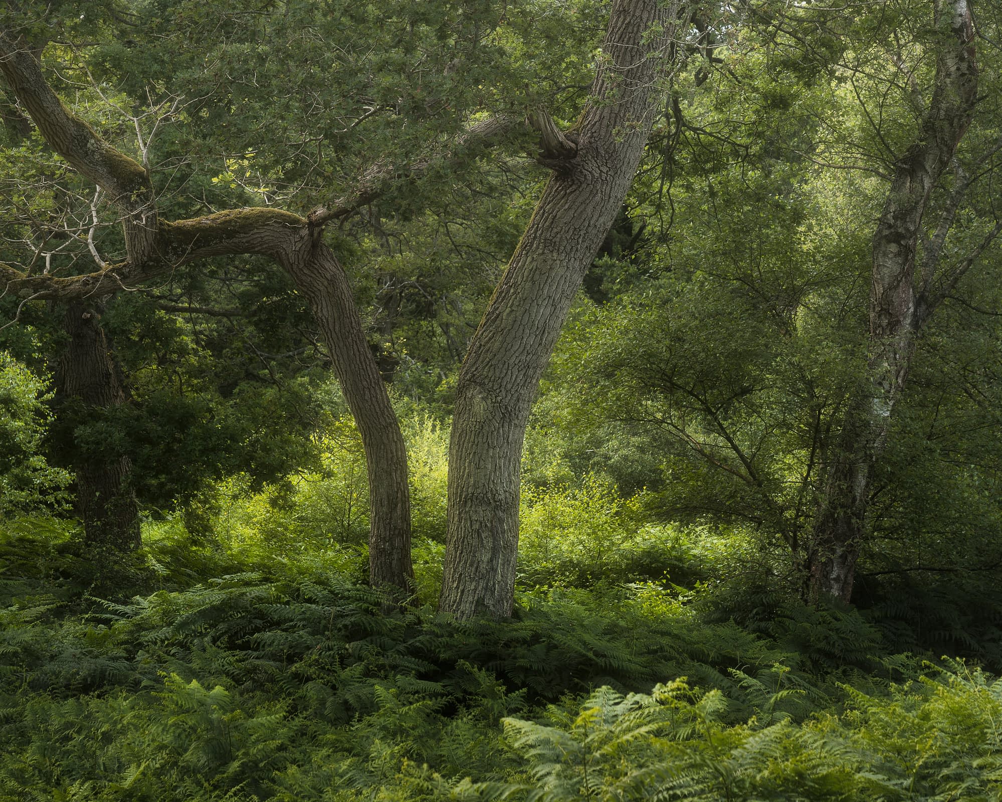 Sunlight streams through thick green leaves and tall, textured tree trunks in a lush forest, inviting reflection and unique vision.
