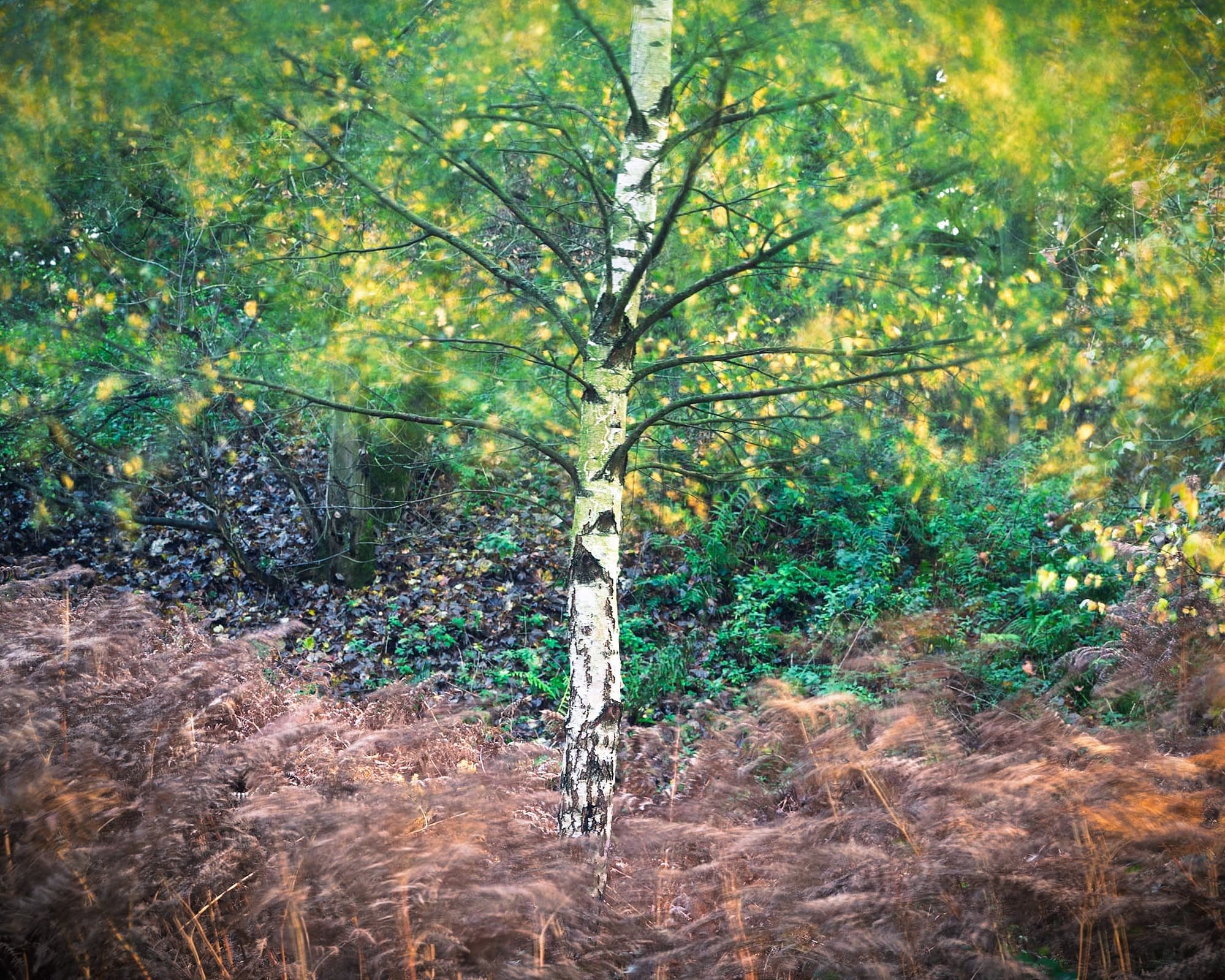 A slender birch with white, black-speckled bark stands centre. Its blurred leaves show a breezy autumn wood, enhanced by using a ND filter to extend the exposure time.