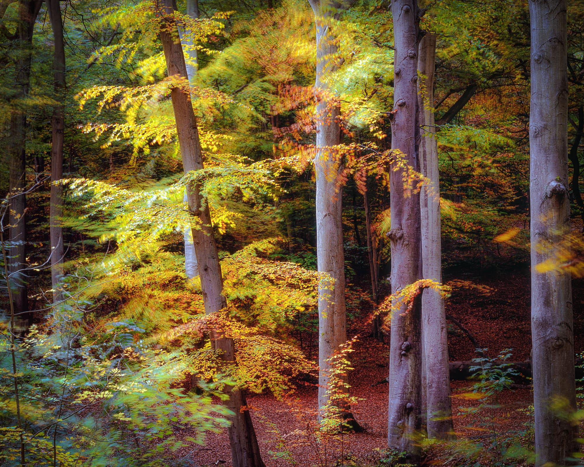chilterns-burnham-0006-Edit-Edit Long exposure of beech trees at Burnham Beeches with wind-blurred golden foliage moving around sharp pale trunks.