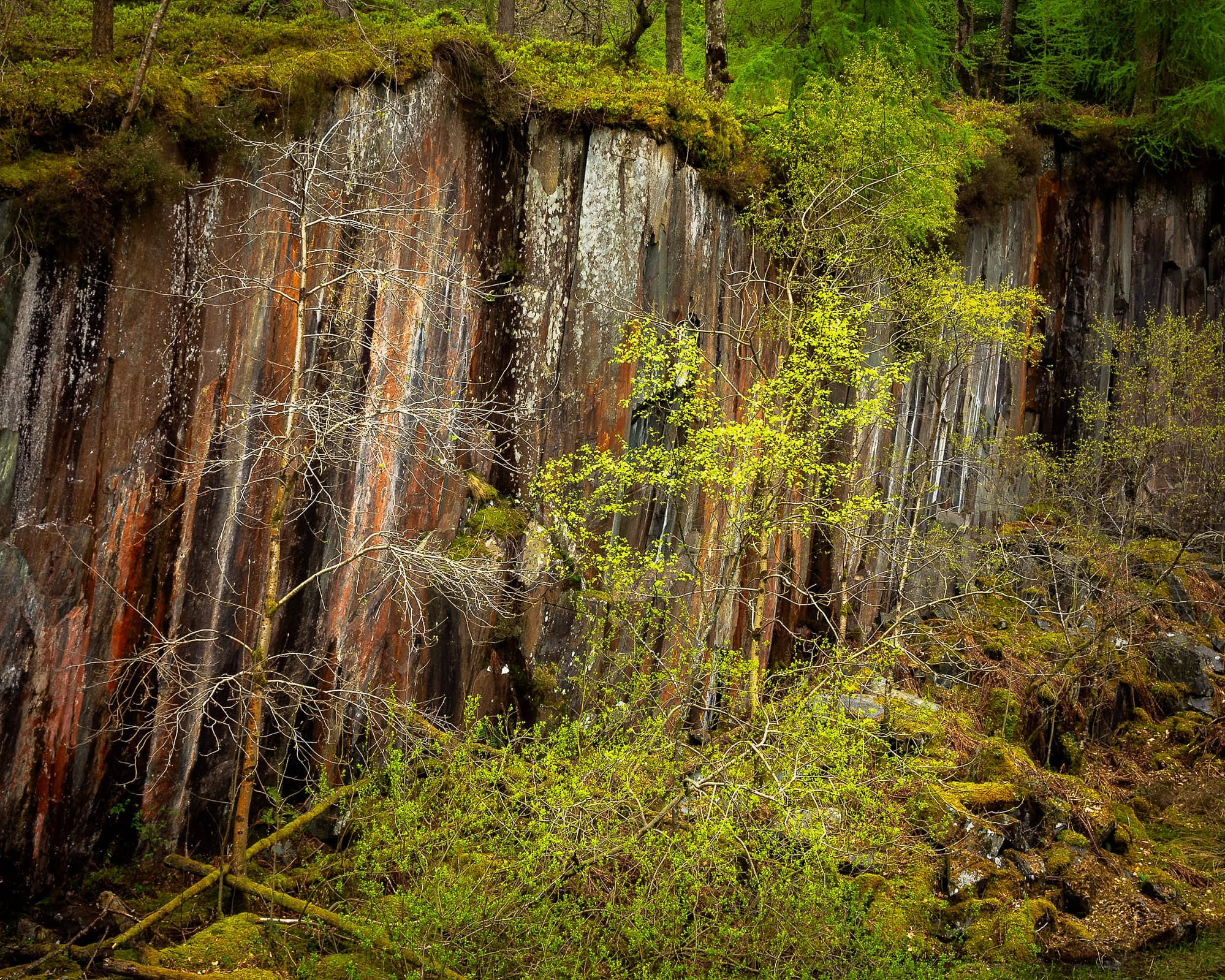 A reclaimed quarry in a wet valley in the Lake District, with all the characteristics of a temperate rainforest.