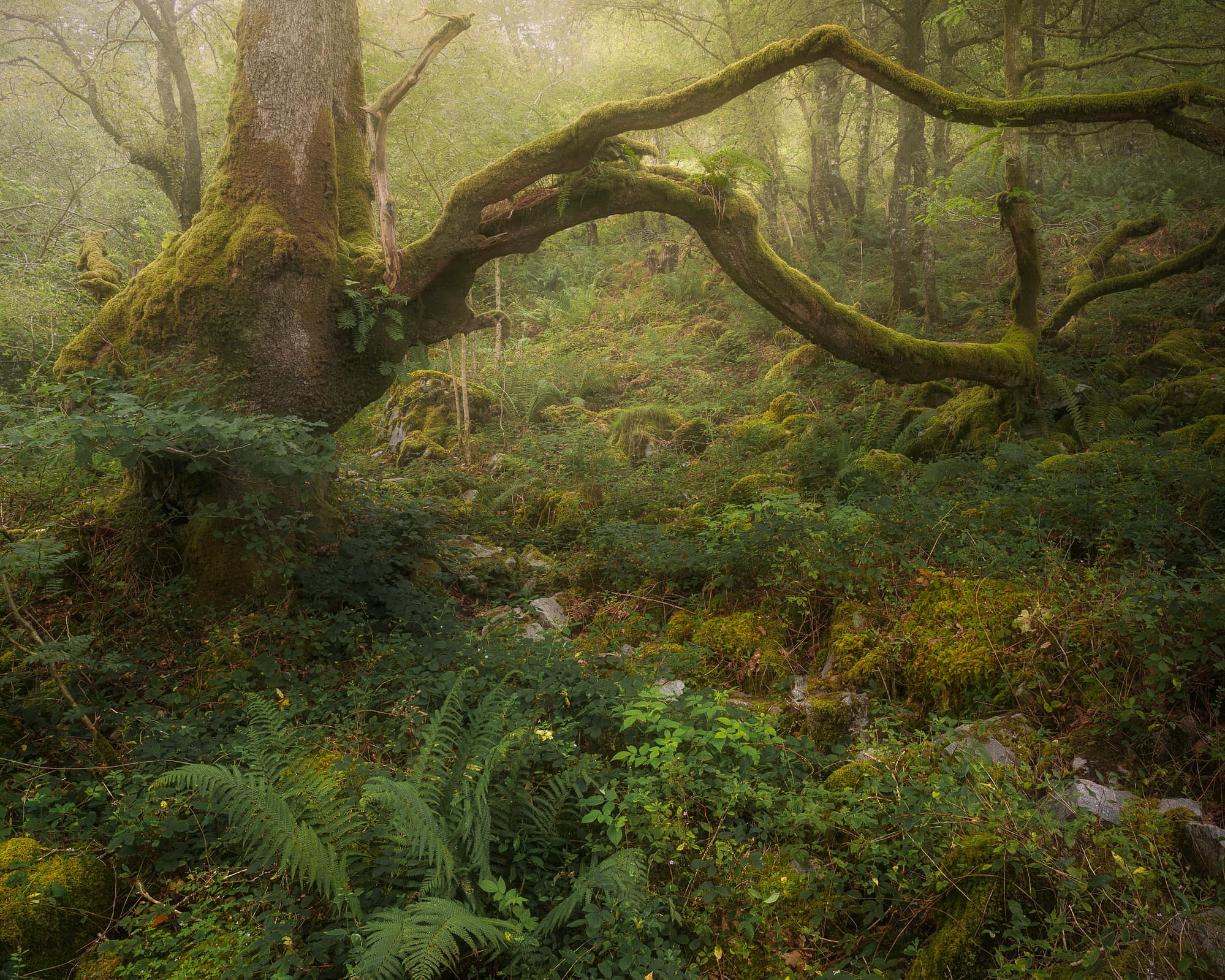 Mosses and liverworts carpeting rocks in UK temperate rainforest