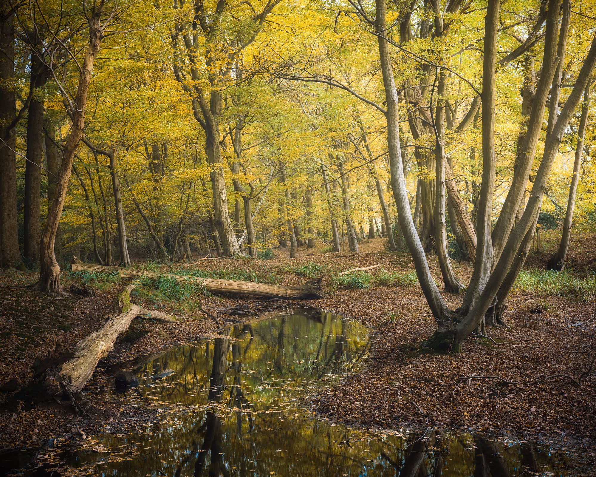 Mirror Autumn trees reflected in a temporary woodland pond with floating leaves
