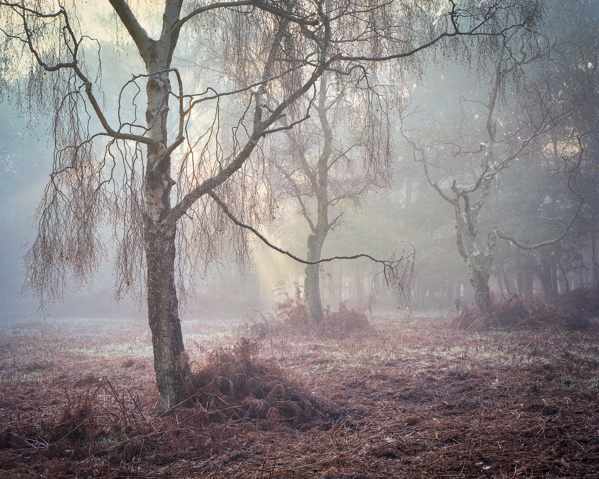 chilterns-ashridge-0027-Edit-Edit Bare silver birch trees in frosty mist at Ashridge Estate, low winter sun colouring the fog.