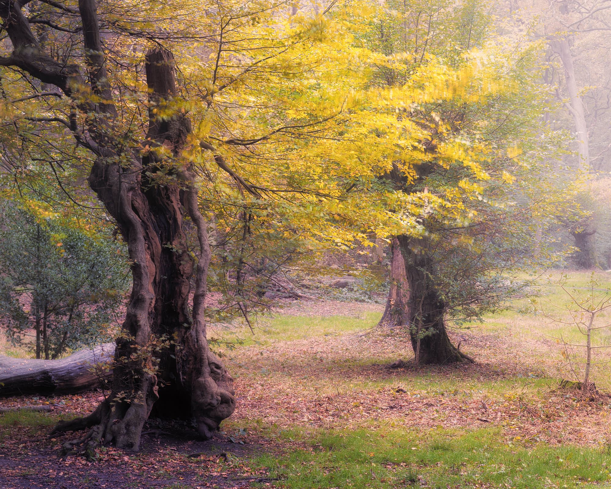 Bluster Two hornbeam pollards with yellow autumn canopies in November