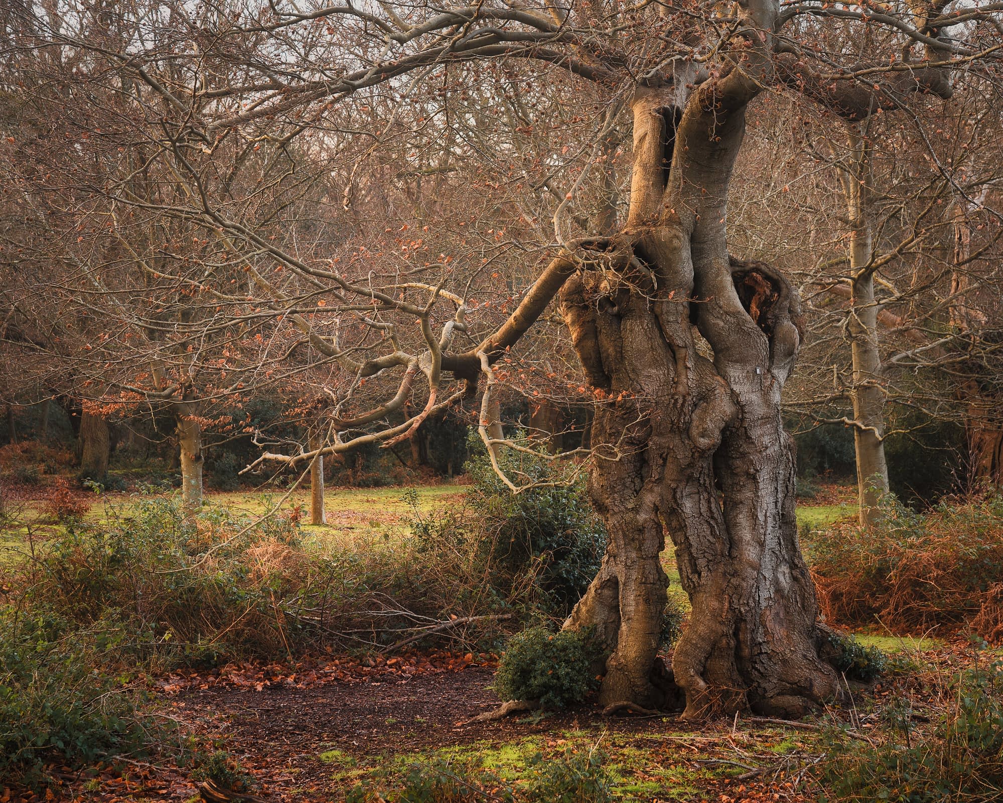Hollow Gnarled ancient pollarded beech in winter with bare branches and a hollowed trunk, green moss at its base and wood pasture behind, Burnham Beeches.