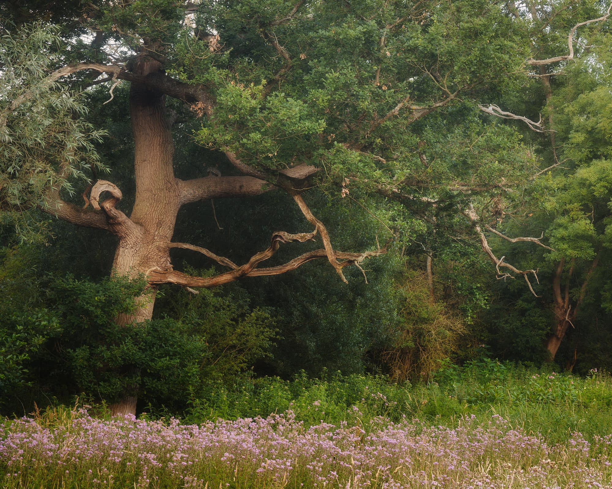 A grand, ancient tree with gnarled branches stands among dense green foliage. Purple wildflowers carpet the ground in front of it.