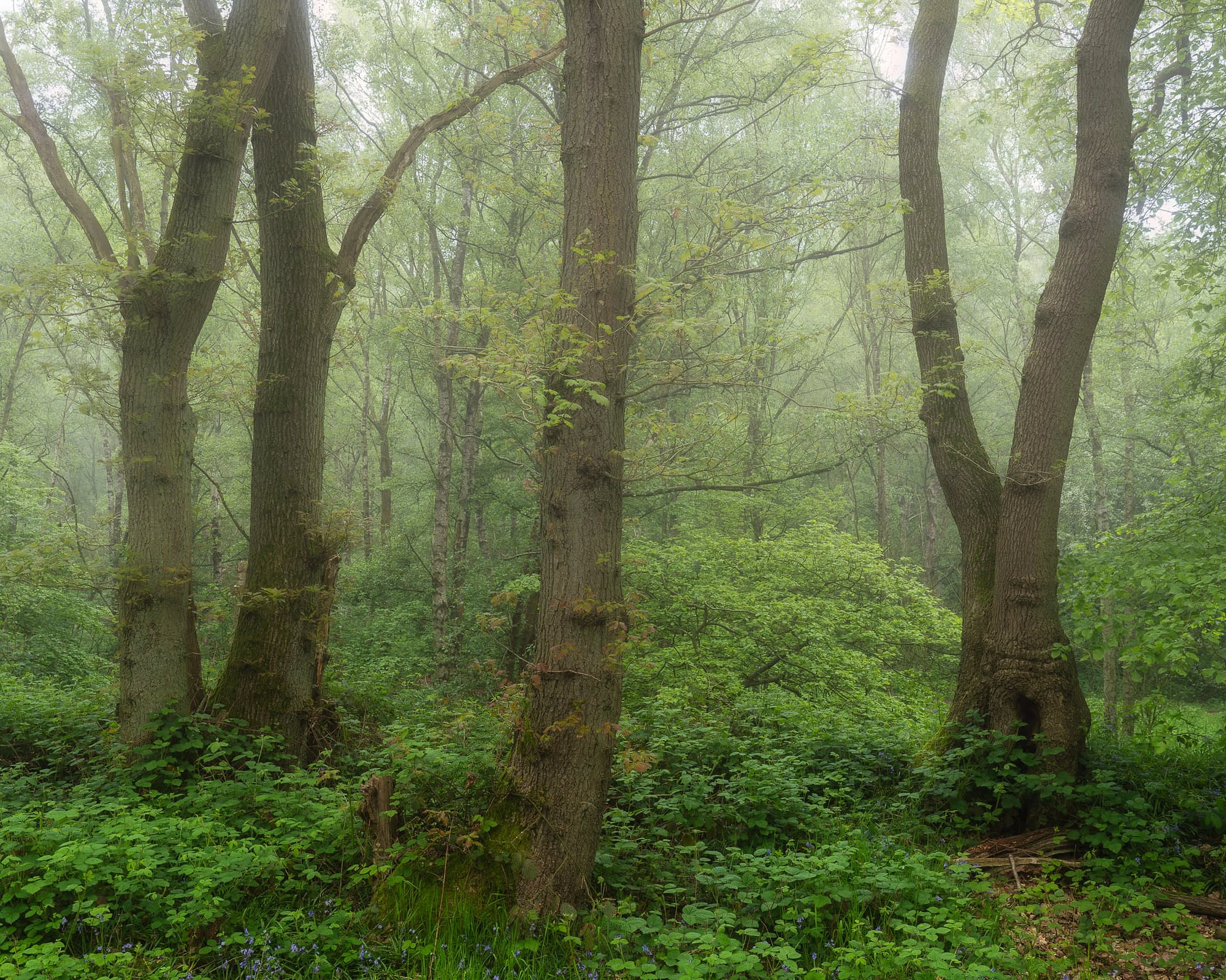 Tall trees with rough, brown bark rise amid dense green undergrowth in a misty woodland, new leaves budding in morning fog.