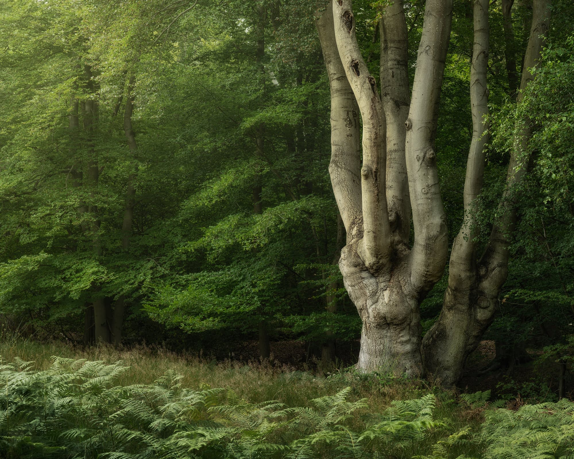 _TSM4789-Enhanced-Edit A large, gnarled tree with several thick trunks stands in a sunlit, dense green forest. Lush ferns carpet the ground, while vibrant leaves form a layered backdrop. Gentle light filters through the trees, lending depth and a tranquil atmosphere.