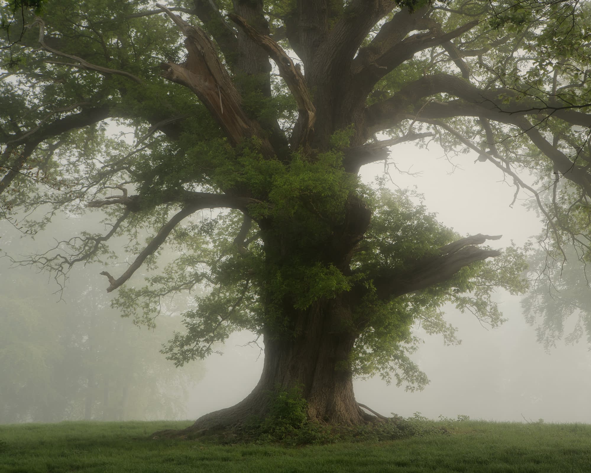 _DSC6714-Edit A large, ancient tree with a thick trunk and sprawling branches stands at the centre of a misty landscape. Lush green leaves cloak the lower branches, while some of the upper limbs are bare. Fog envelops the tree, creating a soft, dreamlike atmosphere. Grass carpets the ground.