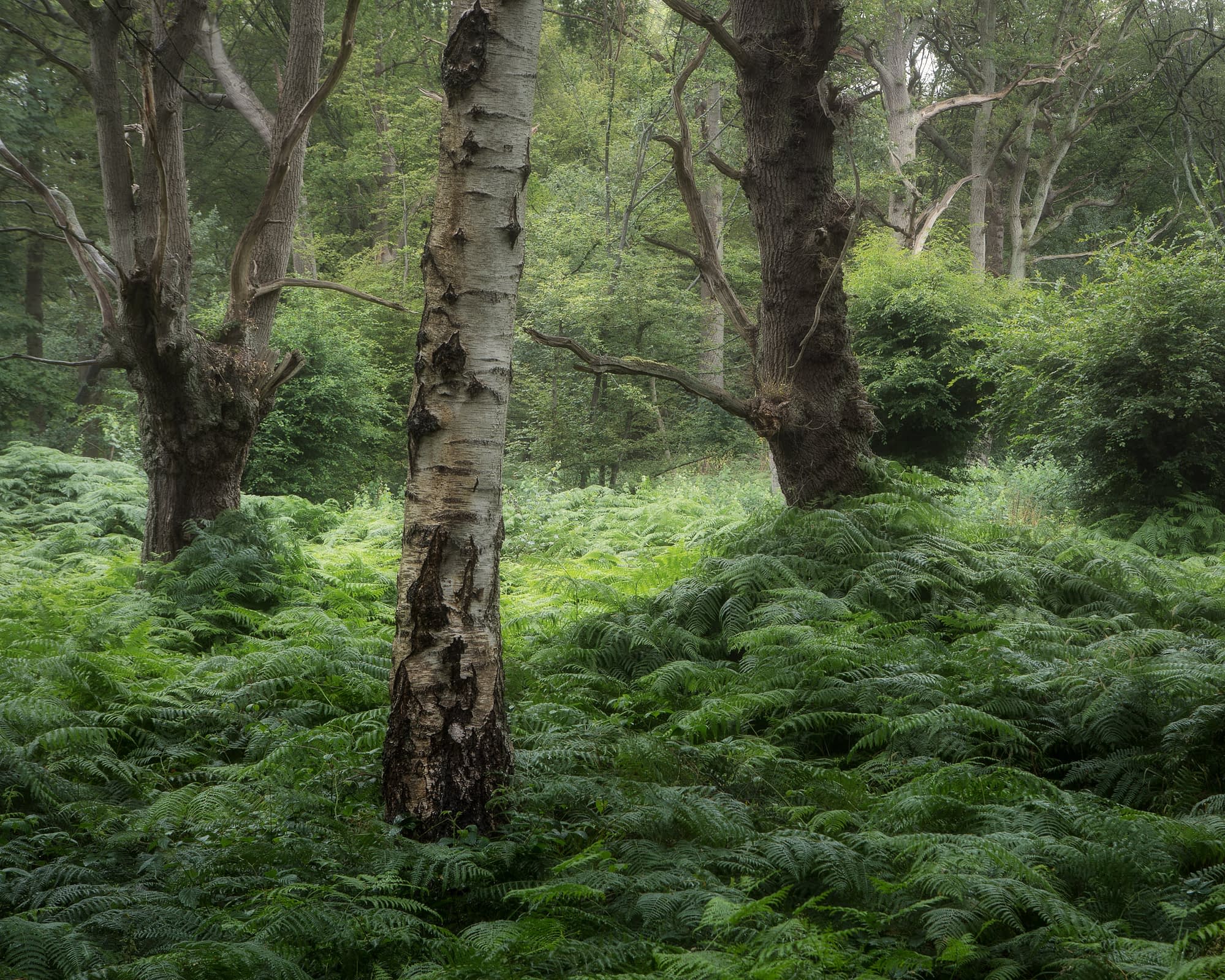 Hainault Forest wood pasture Old pollards and silver birch in the wood pasture, bracken below, in rain. Hainault Forest.