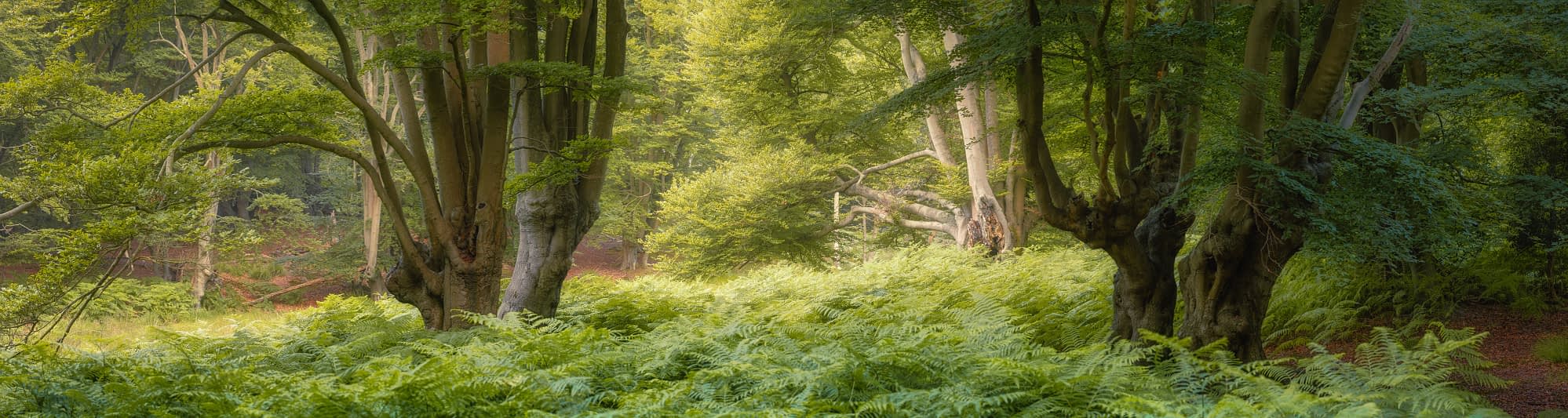 _SMA9519-Pano-Edit A lush, green woodland scene with tall, sturdy trees and dense ferns carpeting the forest floor. Sunlight filters through the leafy canopy above, casting a gentle, inviting glow. The atmosphere is tranquil, with a play of light and shadow amid the greenery.