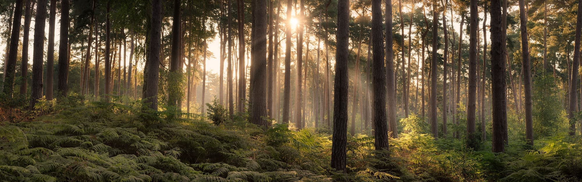 Sherwood_SMA9695-Pano-Edit A lush, dense forest with tall, straight tree trunks, vibrant green ferns carpeting the ground, and thick green foliage. Sunlight filters gently through the trees, creating a serene, peaceful, and natural woodland atmosphere.