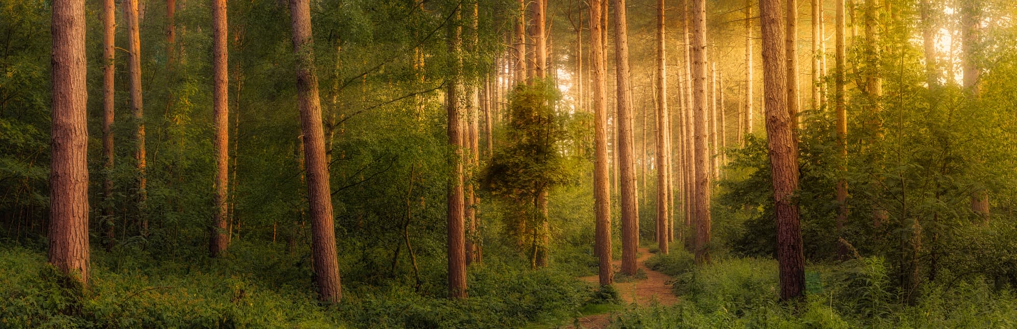 Sherwood_Project_Autumn_Wallpaper-sRGB A tranquil autumn woodland scene features tall trees with twisted trunks draped in green moss. Captured using the optimal focal lengths for woodland photography, gentle golden light filters through colourful leaves, creating a peaceful and dreamlike atmosphere.