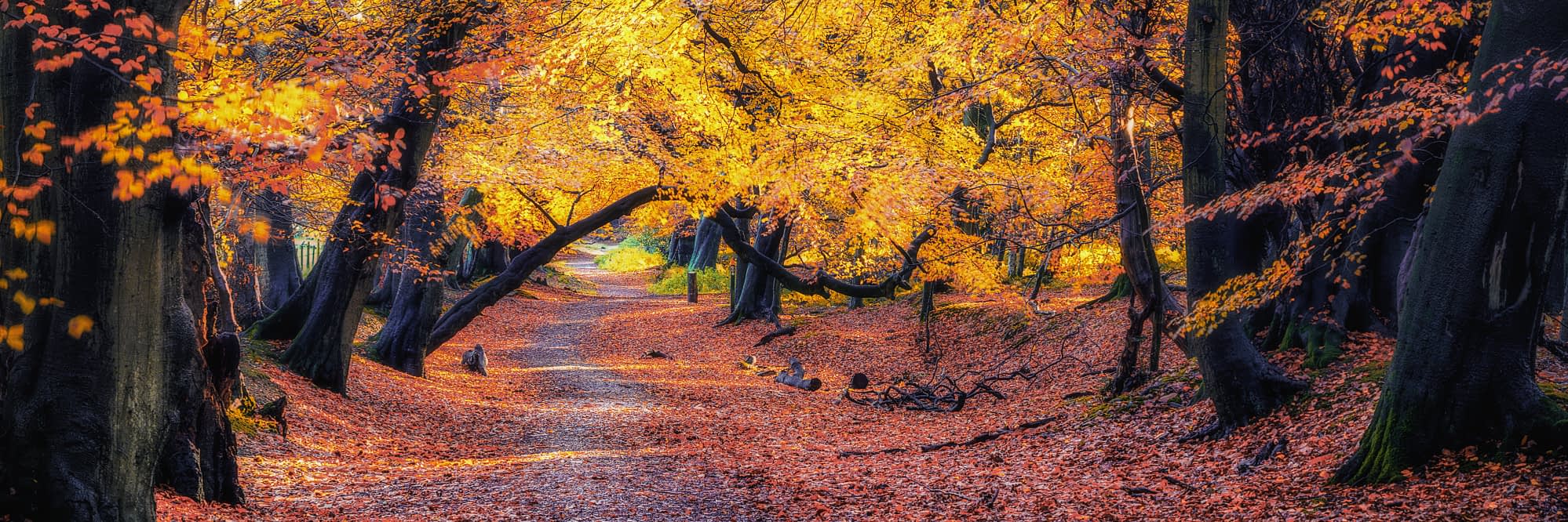 chilterns-ashridge-111-Edit-Edit Commission calming forest feature wall murals like this one, which resides in a rehabilitation centre, evoking and mirroring the recovery and renewal journey that the centre's residents are on.