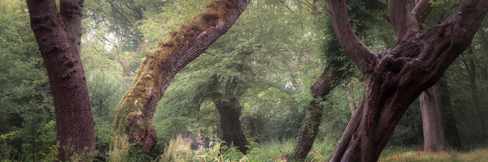 _DSC9674-3-Edit A misty forest scene featuring large, moss-covered trees with twisted trunks and branches. Lush green foliage fills the background, and tall grasses grow at the base of the trees, creating a serene, enchanted woodland atmosphere.