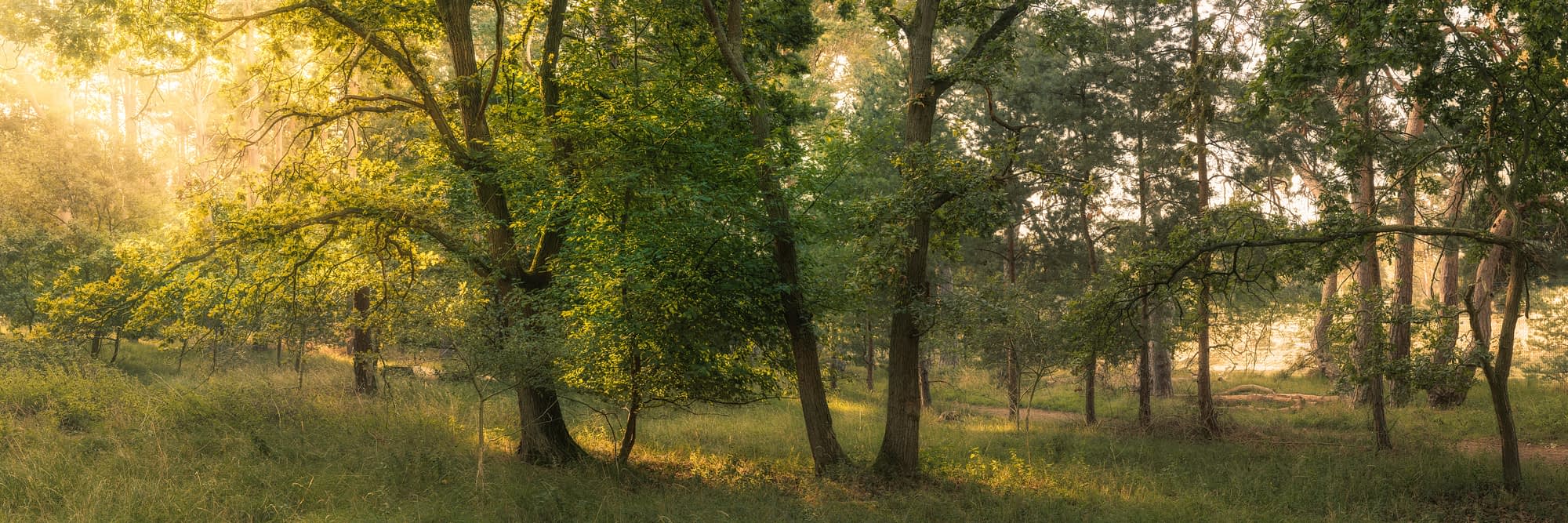 _SMA9519-Pano-Edit A lush, green woodland scene with tall, sturdy trees and dense ferns carpeting the forest floor. Sunlight filters through the leafy canopy above, casting a gentle, inviting glow. The atmosphere is tranquil, with a play of light and shadow amid the greenery.
