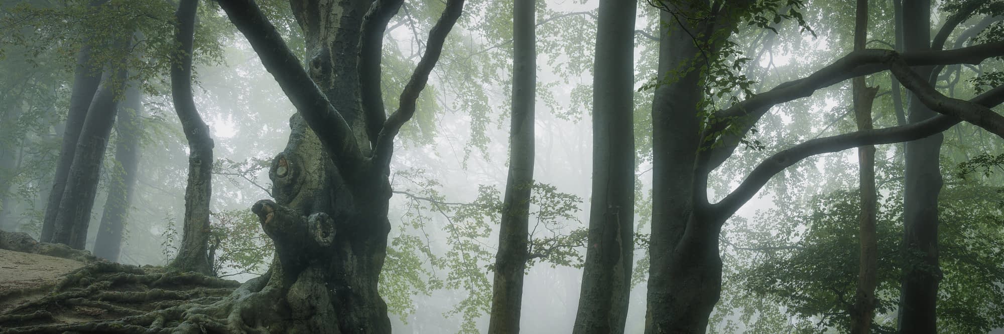 _DSC9674-3-Edit A misty forest scene featuring large, moss-covered trees with twisted trunks and branches. Lush green foliage fills the background, and tall grasses grow at the base of the trees, creating a serene, enchanted woodland atmosphere.