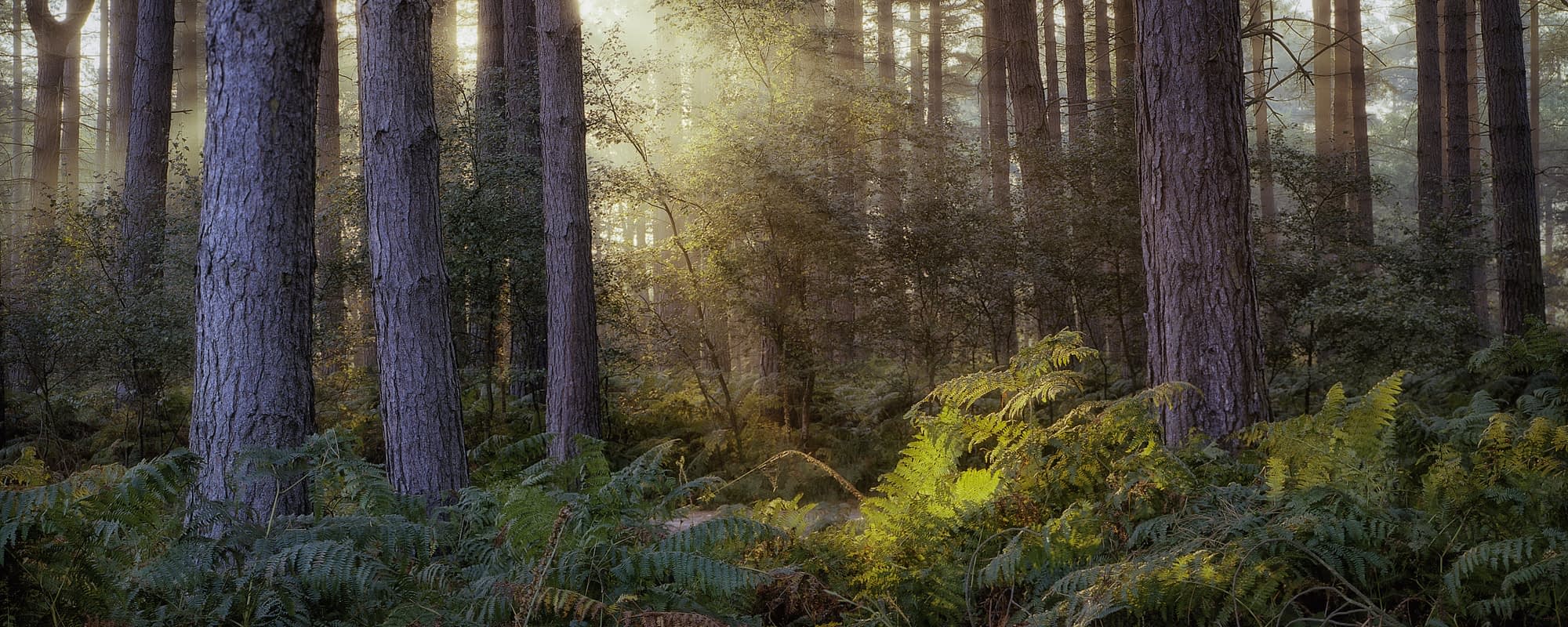_SMA9519-Pano-Edit A lush, green woodland scene with tall, sturdy trees and dense ferns carpeting the forest floor. Sunlight filters through the leafy canopy above, casting a gentle, inviting glow. The atmosphere is tranquil, with a play of light and shadow amid the greenery.