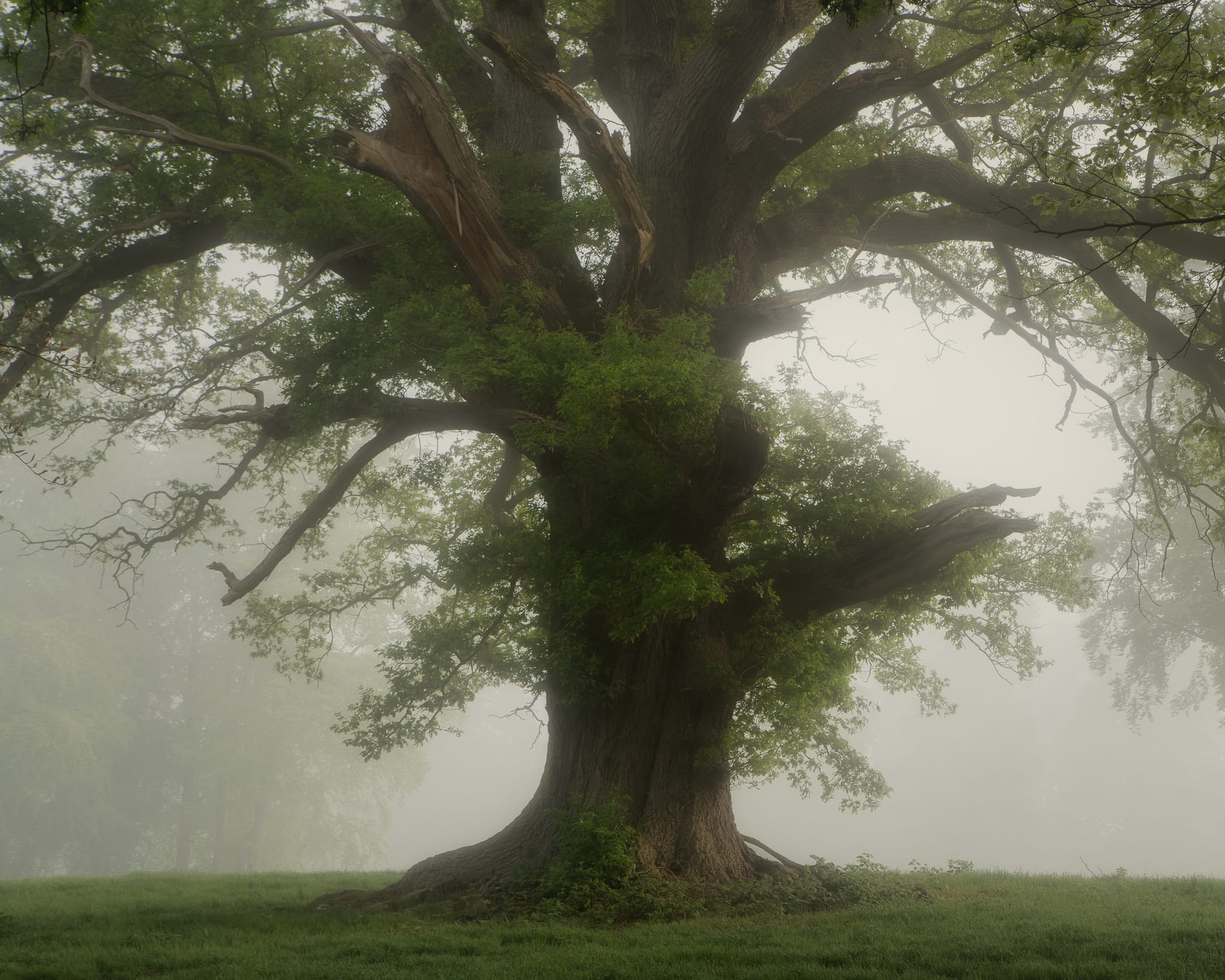 _DSC6714-Edit A large, ancient tree with a thick trunk and sprawling branches stands at the centre of a misty landscape. Lush green leaves cloak the lower branches, while some of the upper limbs are bare. Fog envelops the tree, creating a soft, dreamlike atmosphere. Grass carpets the ground.