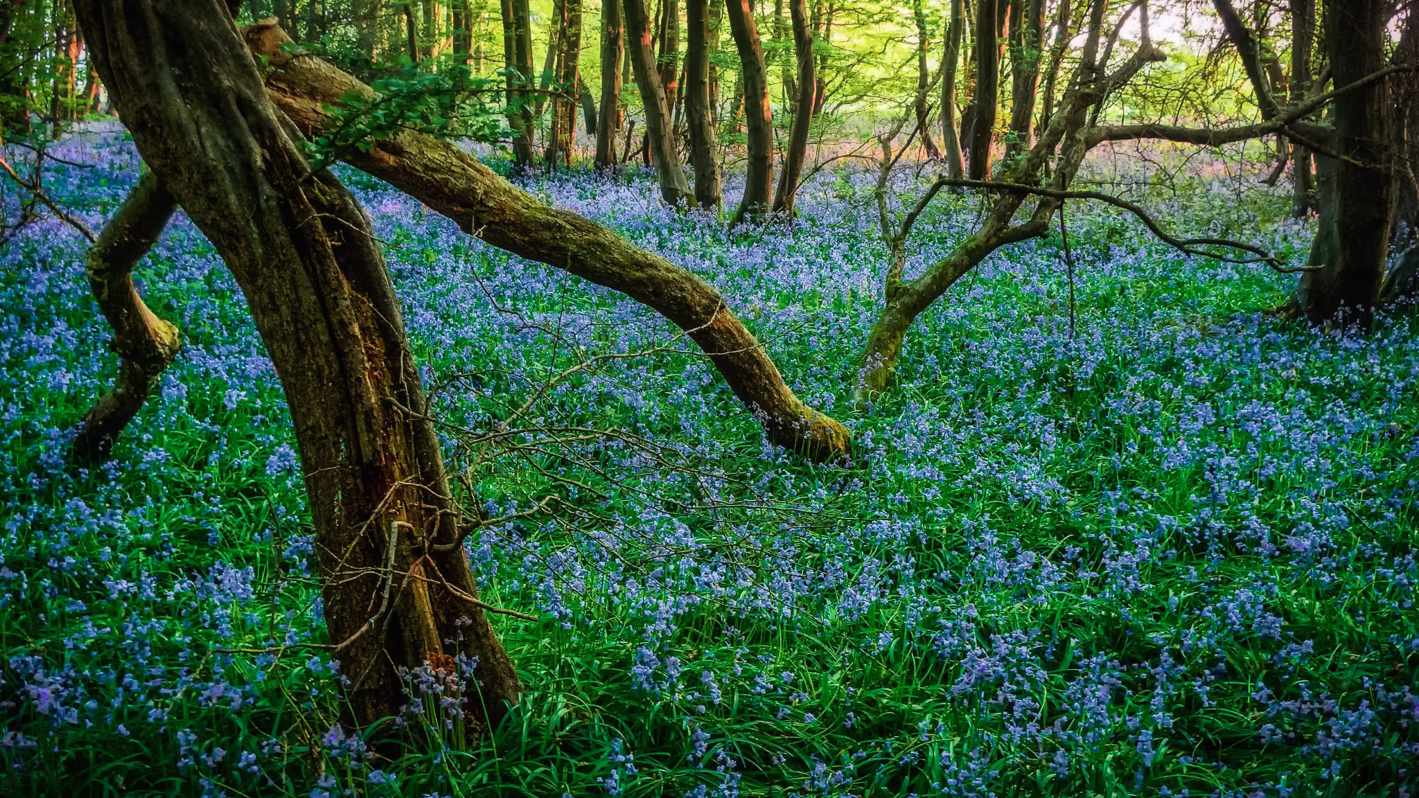 P1030014-Edit-2-Edit-Edit A tranquil woodland scene with gnarled tree trunks and branches in the foreground, surrounded by a dense carpet of vibrant bluebells. Sunlight filters through the lush green canopy, casting dappled light on the flowers and forest floor, creating a serene, ethereal atmosphere.