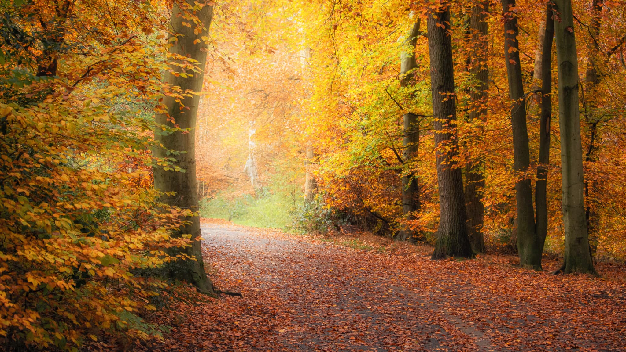 Glowing Beeches A winding path meanders through a forest of tall trees adorned with vibrant autumn leaves in shades of orange, yellow, and gold. Fallen leaves carpet the ground. Gentle sunlight filters through the trees, illuminating the path and creating a warm, inviting atmosphere, perfect for commercial forest wall art prints.