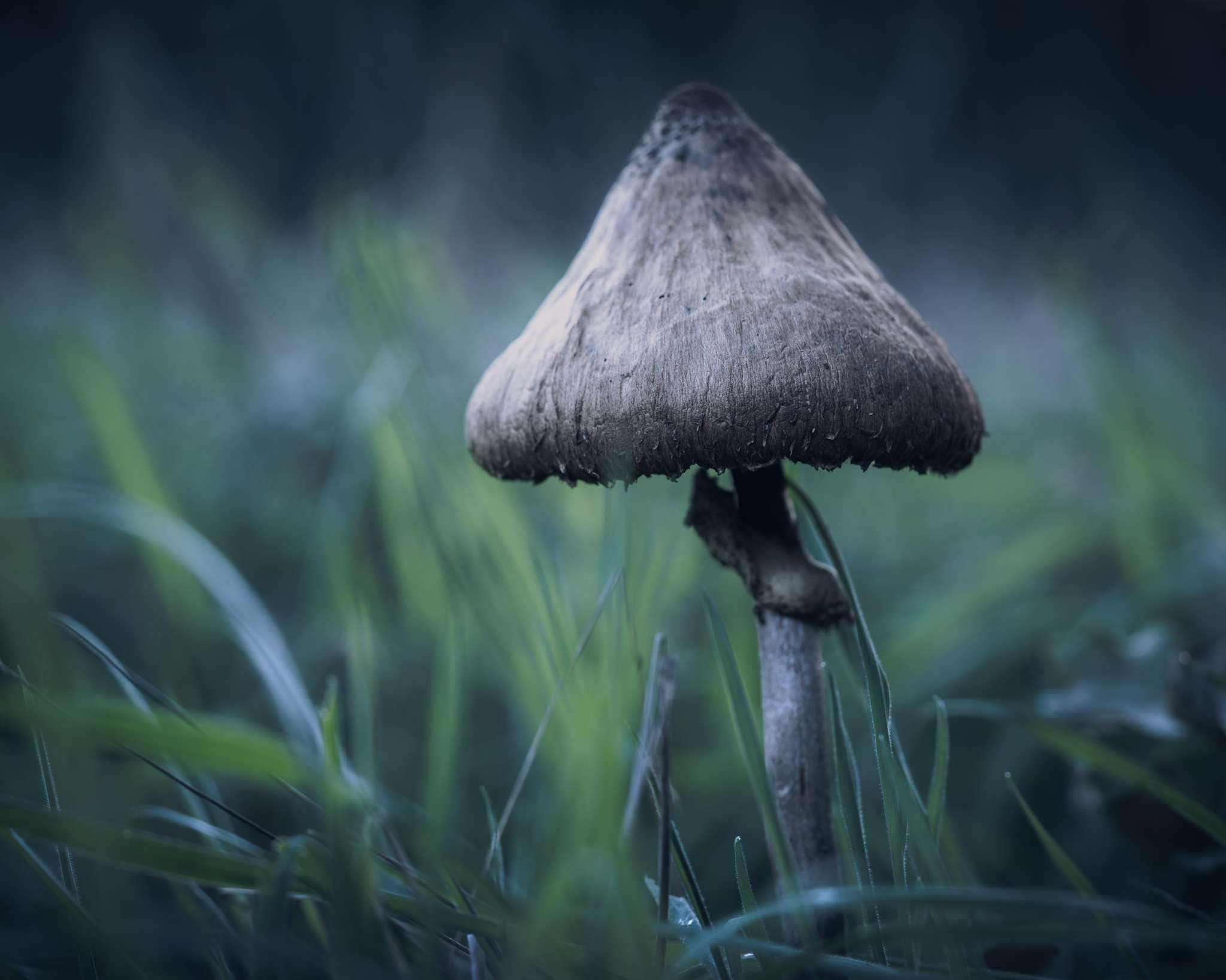 Fungi & Mushroom Photo Gallery » Tim Smalley Photography