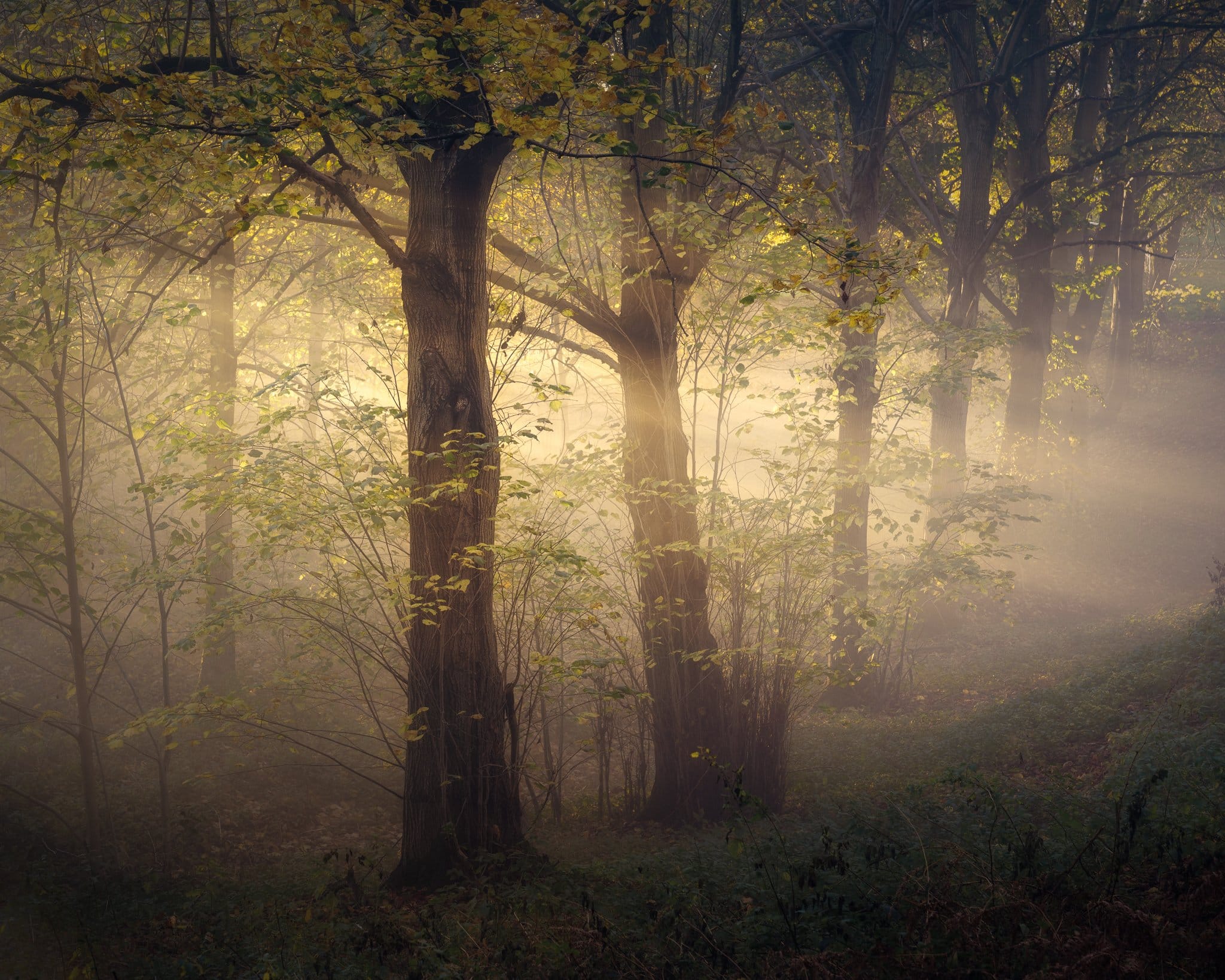 Enigma A misty forest scene with tall trees, their trunks and branches partially illuminated by soft sunlight streaming through. The ground is covered in lush green undergrowth, and the atmosphere is serene and ethereal with a hazy, golden light filtering through the leaves.