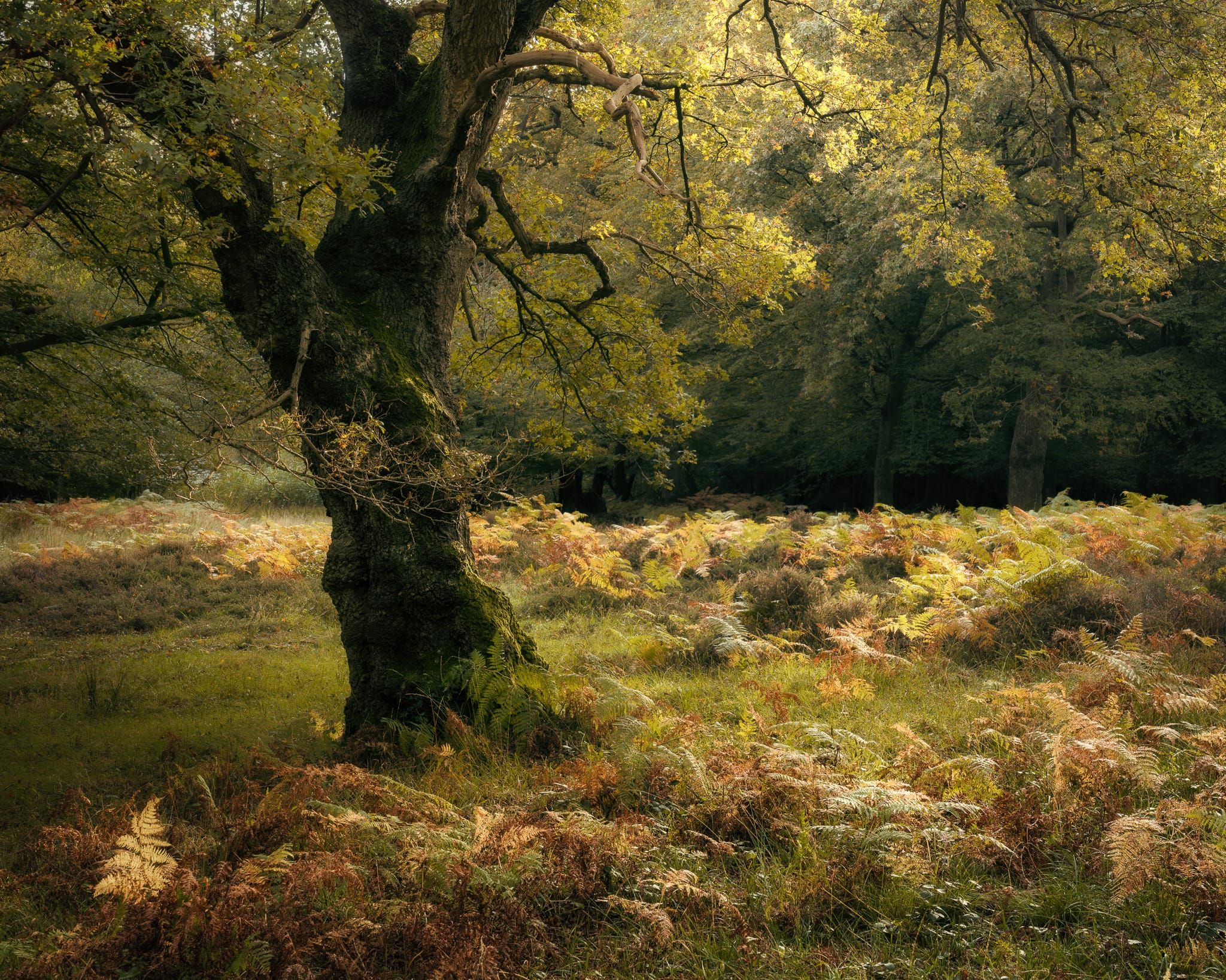 _TSM1770-Enhanced-Edit-Edit A moss-covered tree with twisted branches stands in a sunlit glade. Ferns in shades of green, yellow, and brown carpet the ground, and dappled sunlight filters through dense foliage, creating a tranquil, autumnal woodland scene.