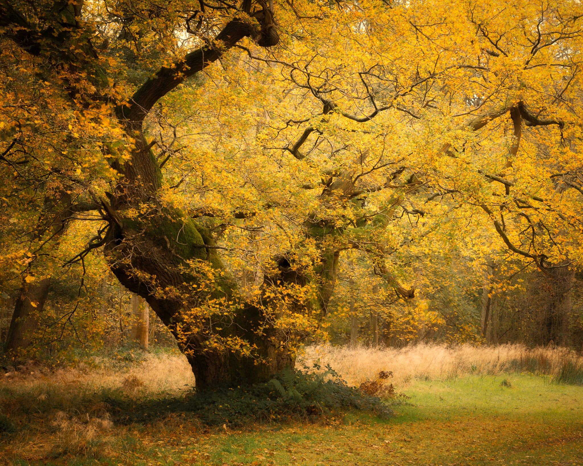 _TSM2587-Enhanced-Edit An ancient tree with a thick, twisted trunk stands in a grassy clearing. Its branches are covered in vibrant yellow autumn leaves, creating a golden canopy. Soft sunlight filters through the foliage, and the ground is dotted with fallen leaves.