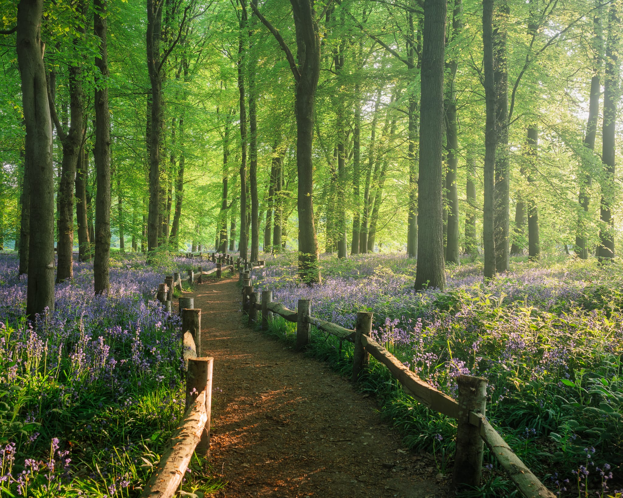_TSM7290-Edit A sunlit woodland with tall green trees and a dirt path bordered by wooden railings. The ground is carpeted with blooming purple-blue wildflowers, and golden light filters through the leaves, creating a tranquil, inviting atmosphere.